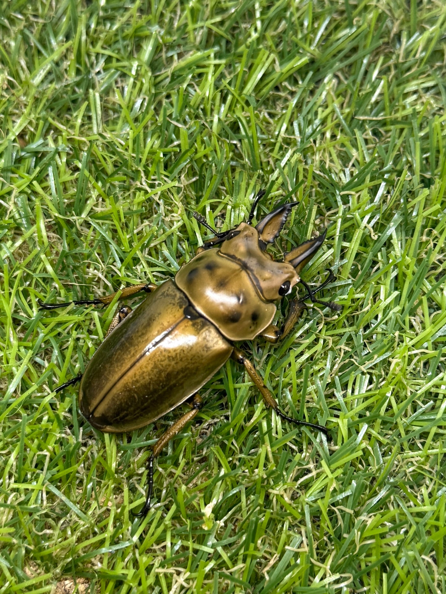 ババオウゴンオニクワガタ　♂46.5mm成虫ペア