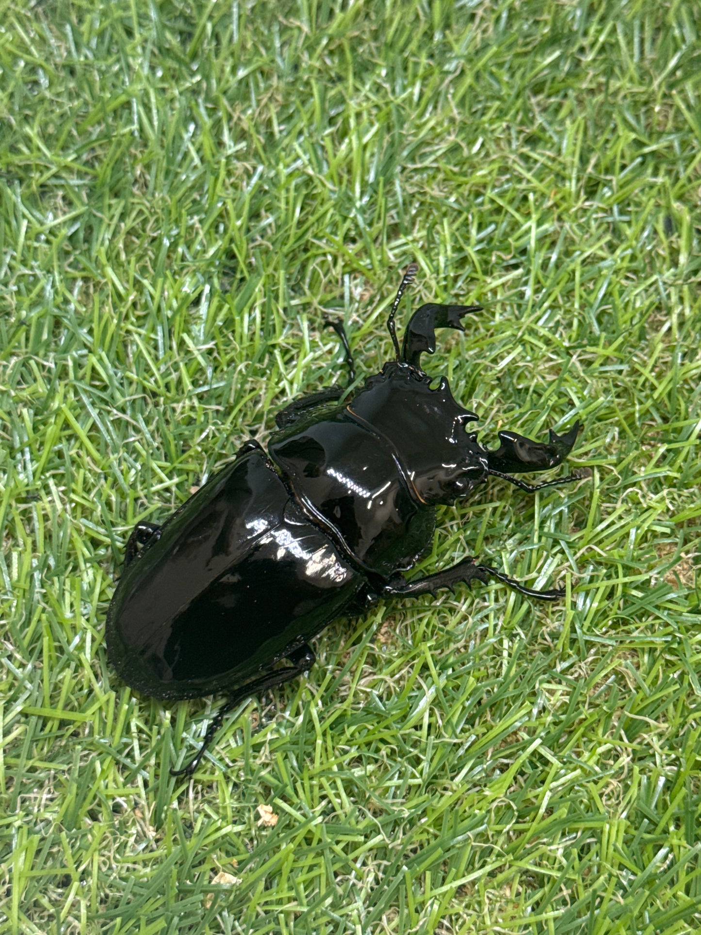 タランドゥスオオツヤクワガタ　♂72mm単品