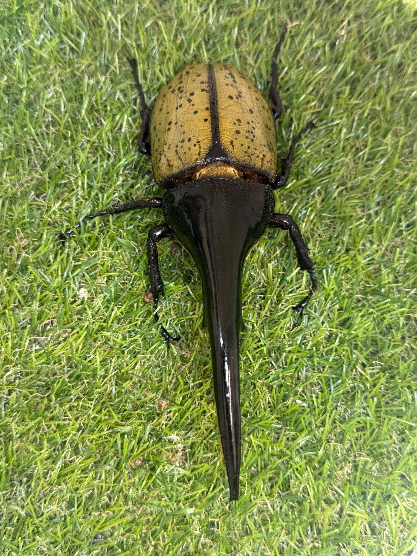 DH･ヘラクレス　♂148mm成虫ペア