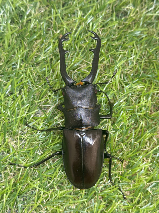 ギラファノコギリクワガタ(ティモレンシス)レッドアイ血統　♂77mm成虫ペア