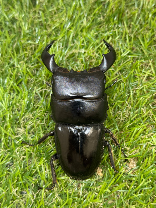 ダイオウヒラタクワガタ　♂freeサイズ成虫ペア