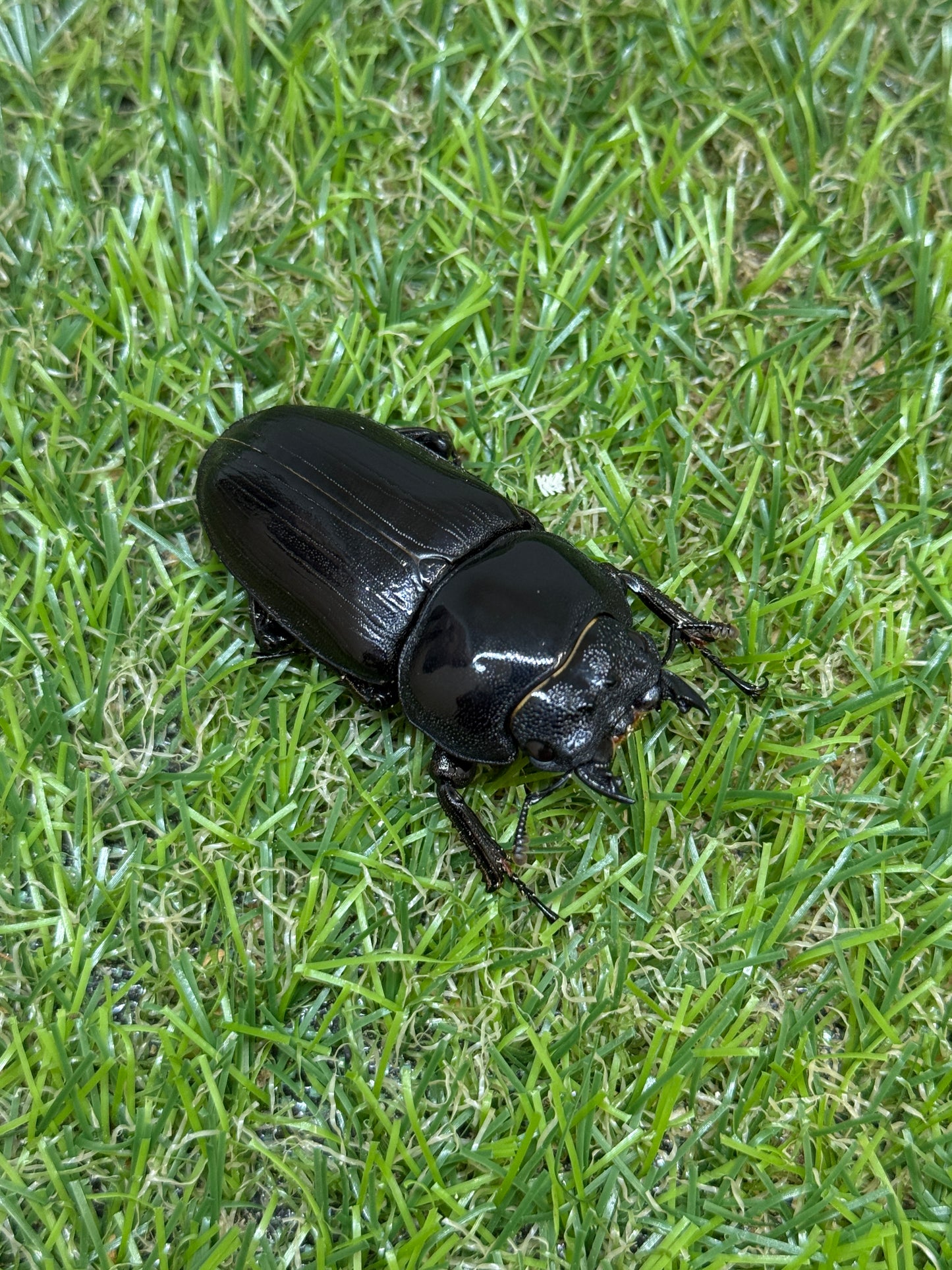 オオクワガタ 能勢YG　♂81mm成虫ペア