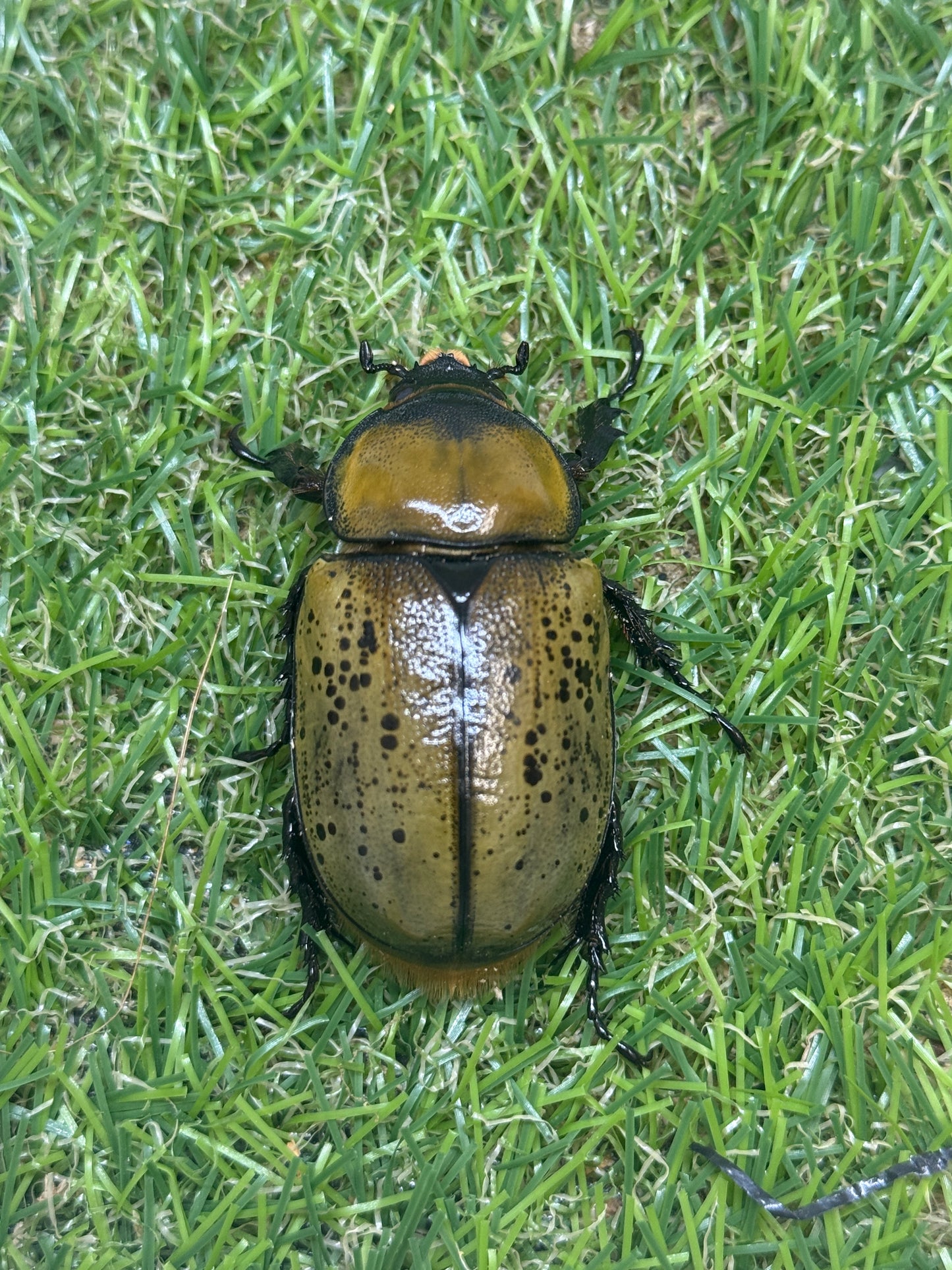 ティティウスシロカブト　♂61.5mm成虫ペア
