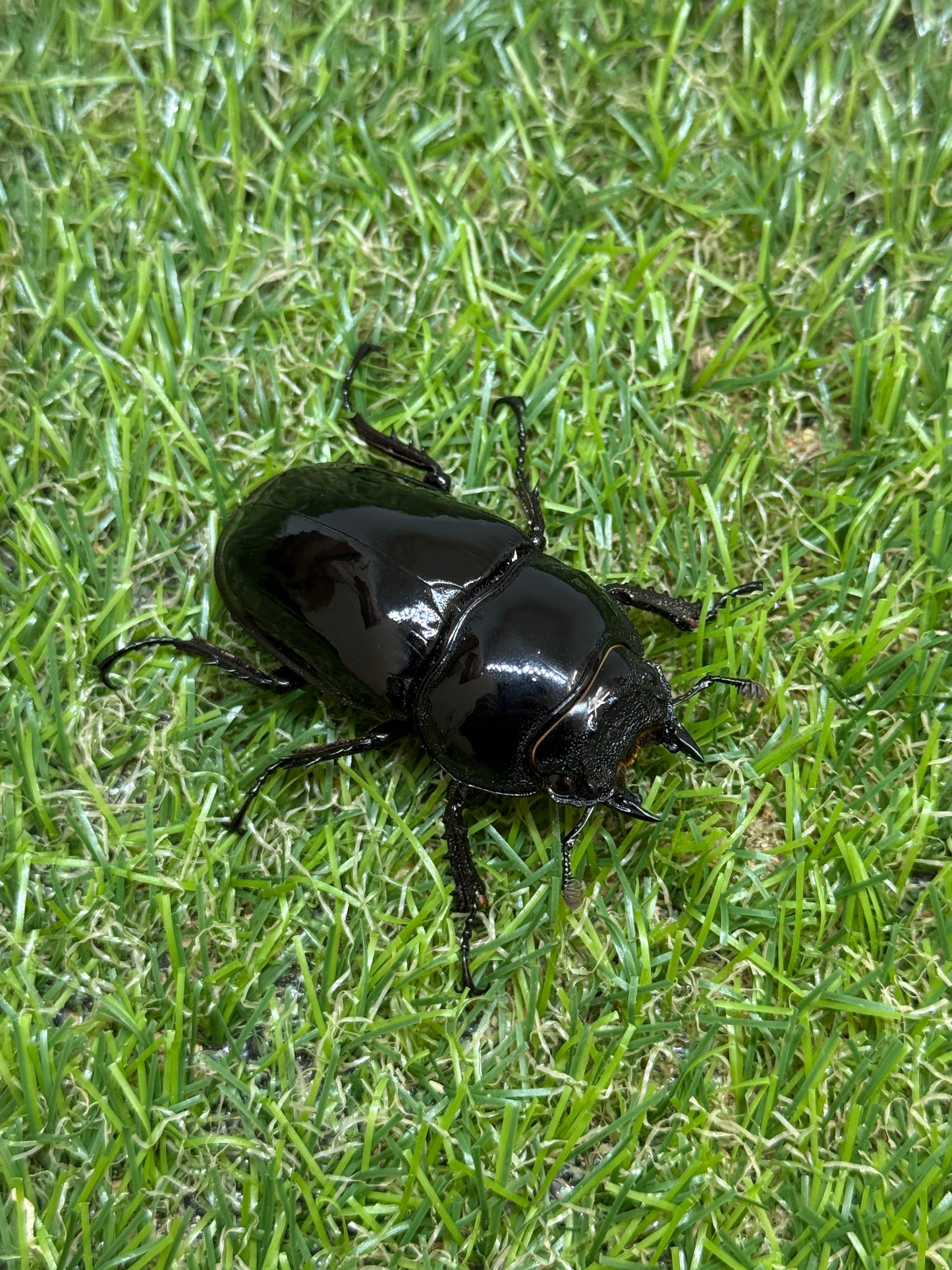 タランドゥスオオツヤクワガタ　♂85.1mm成虫ペア