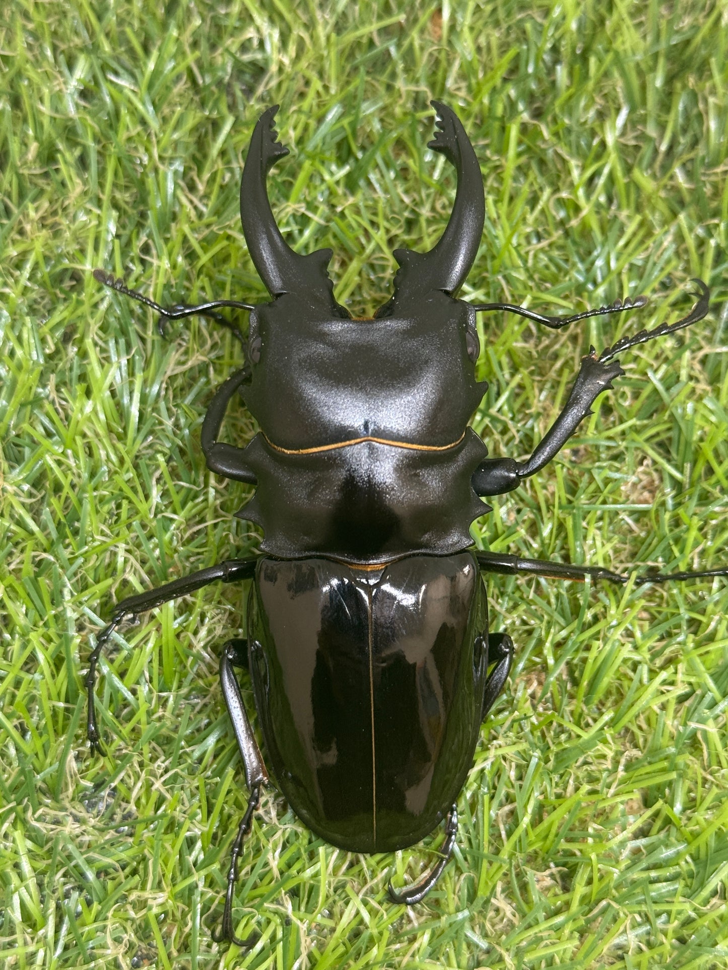 インターメディアツヤクワガタ　♂85mm成虫ペア