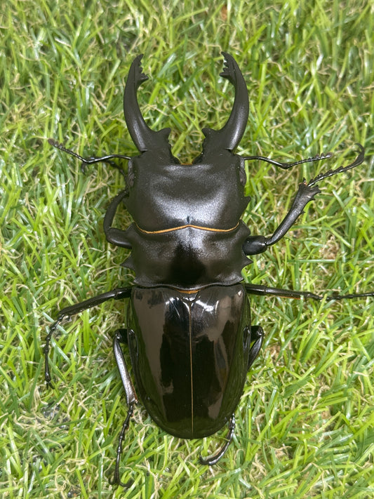 インターメディアツヤクワガタ　♂85mm成虫ペア