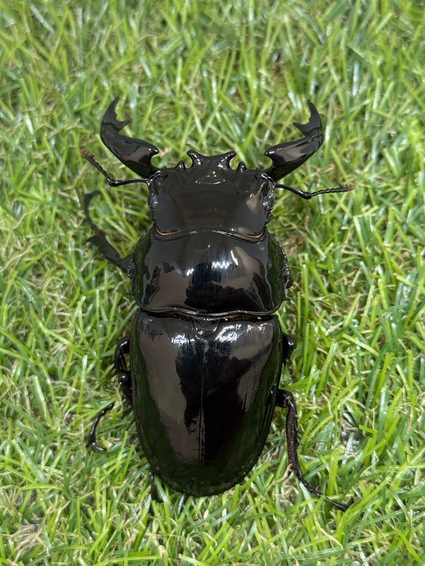 タランドゥスオオツヤクワガタ　♂81mm成虫ペア