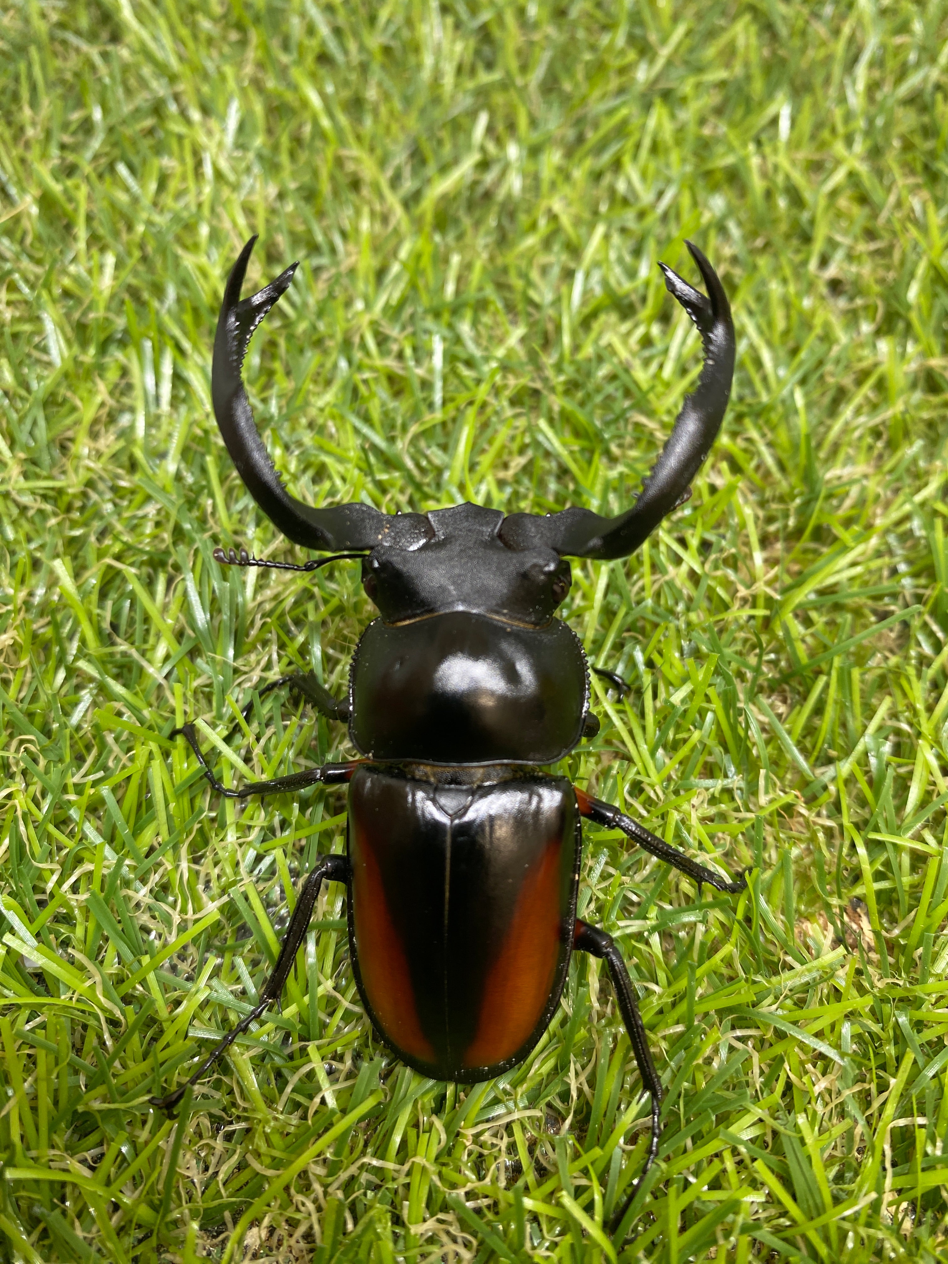 海南シカクワガタ ♂61mm 成虫ペア – 昆虫ショップNexus