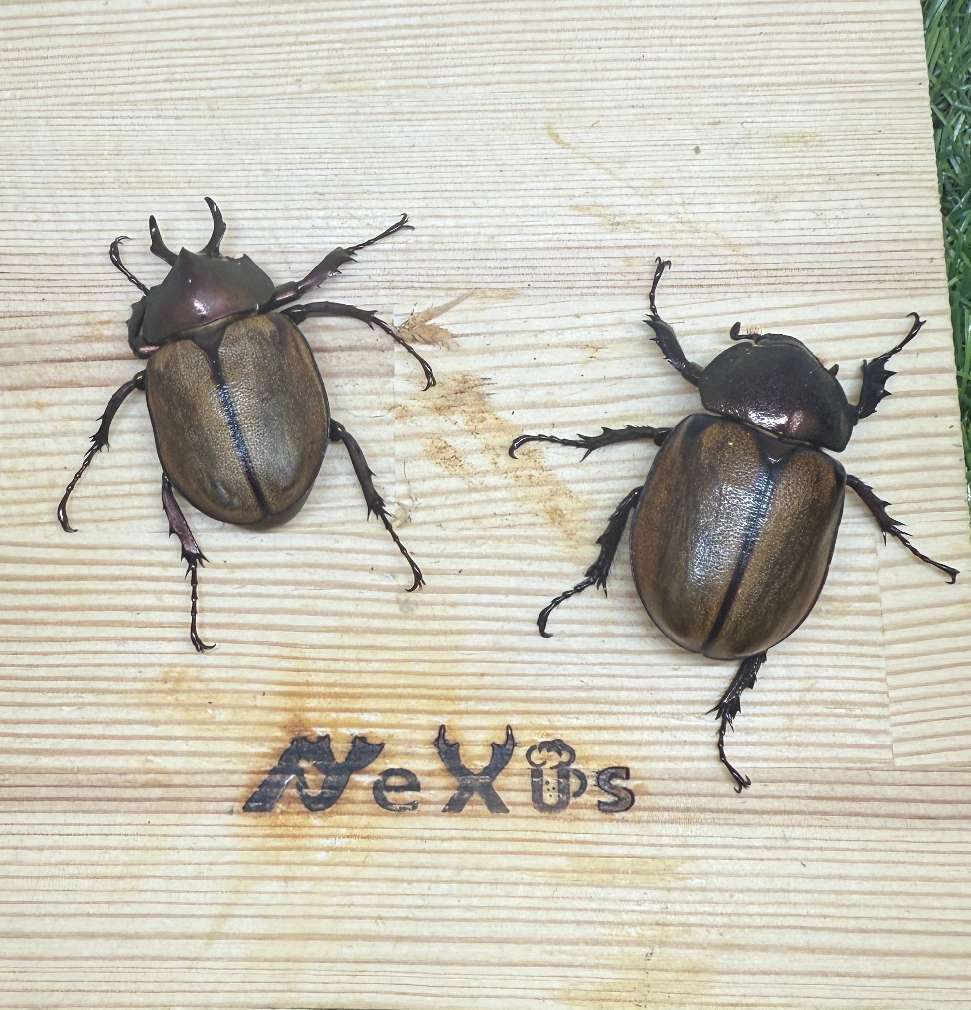 マルガリータヒナカブト ♂freeサイズ成虫ペア – 昆虫ショップNexus