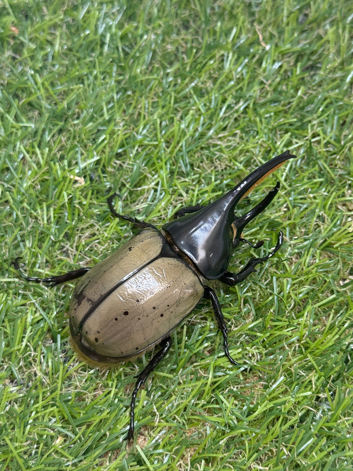 グラントシロカブト　♂72mm成虫ペア