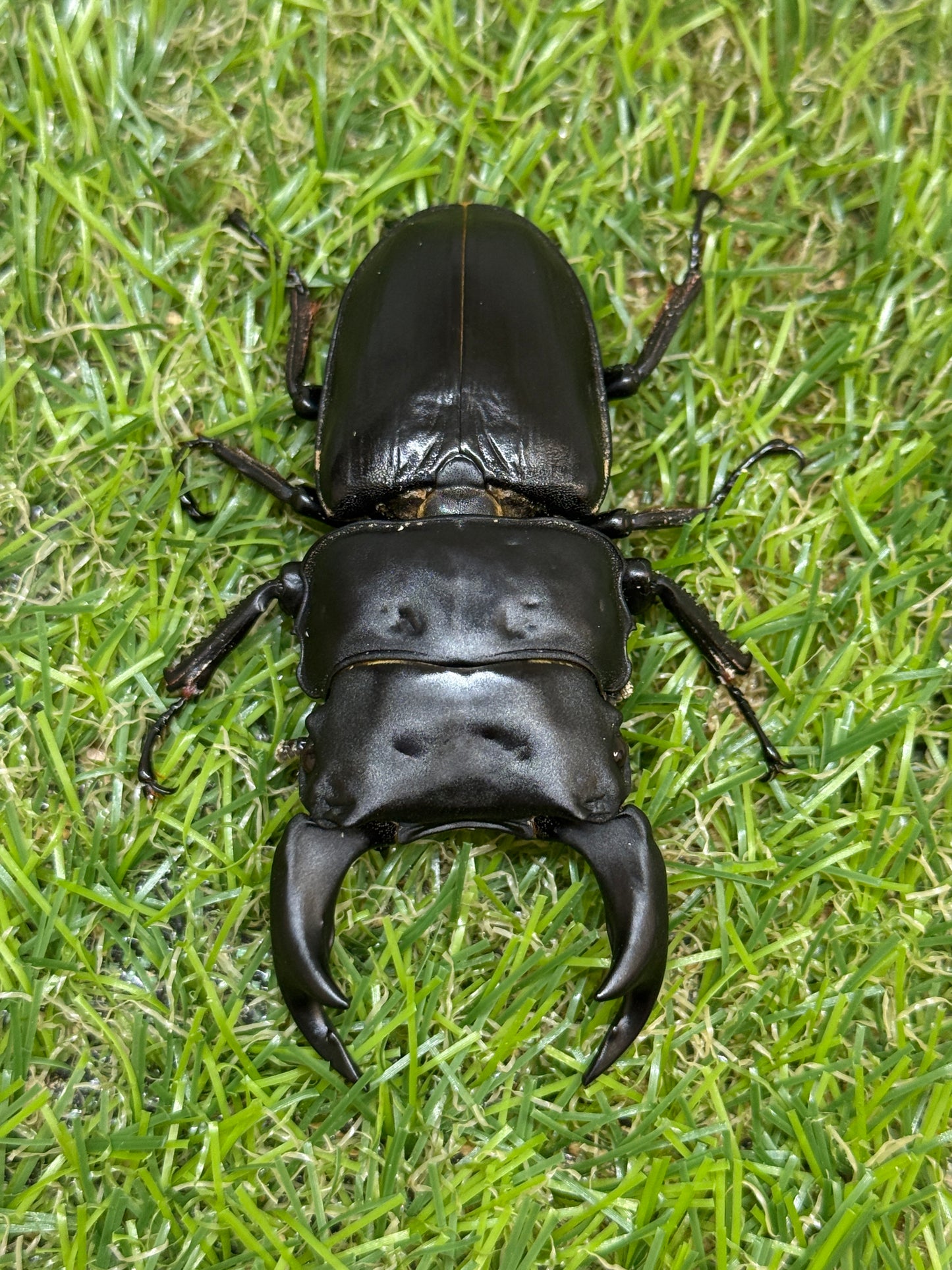 オオクワガタ　上阿古谷　♂73.3mm成虫ペア