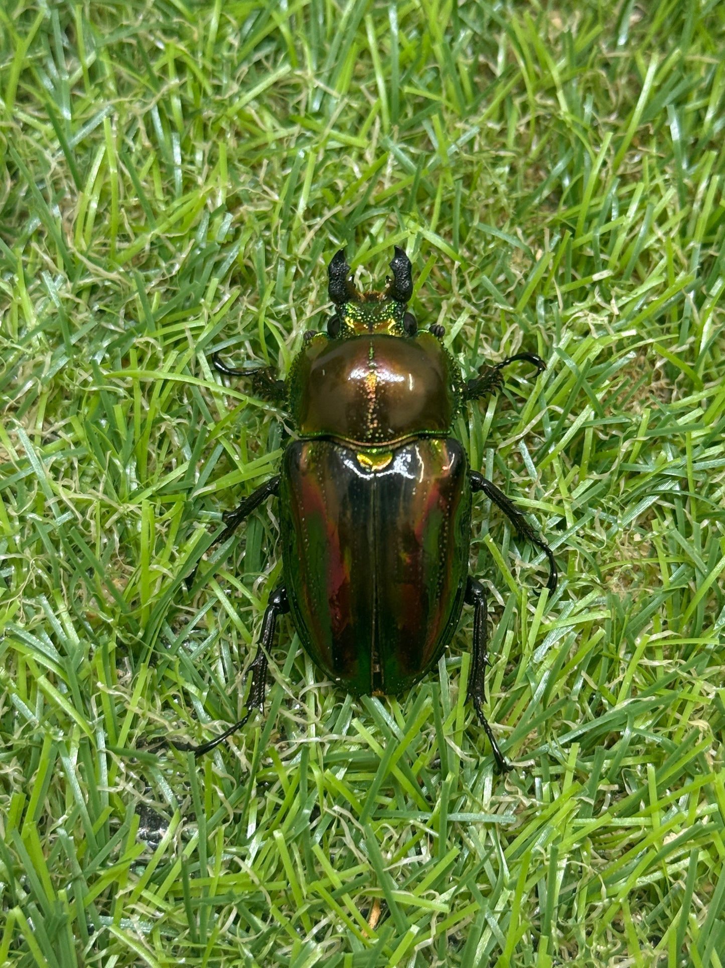 ニジイロクワガタ(ピカール系)　♂52.7mm成虫ペア
