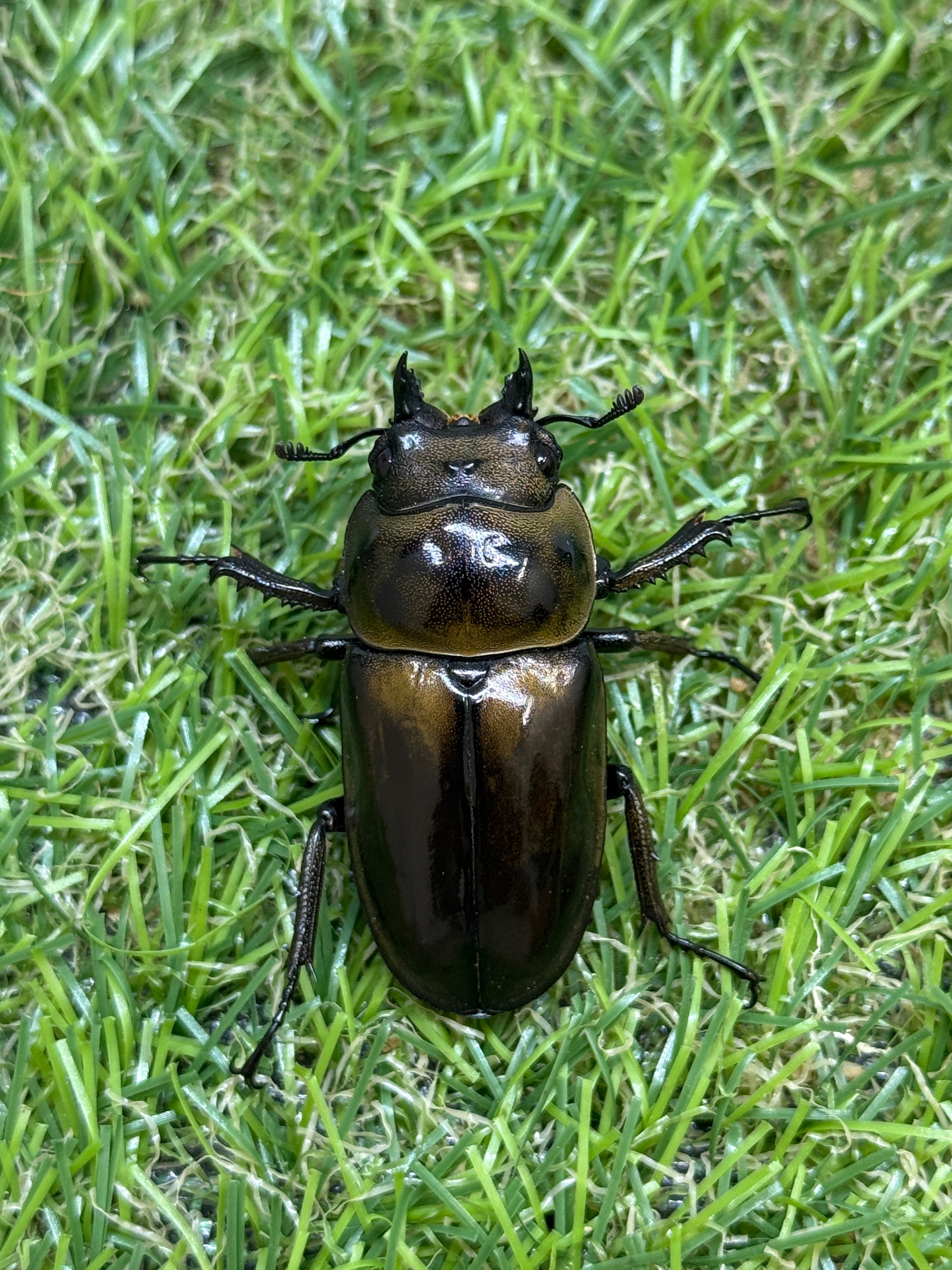 昆虫標本 大型ババオウゴンオニクワガタ CB 昆虫標本】ババオウゴンオニクワガタ♂57mm 立体飛翔型ガラス