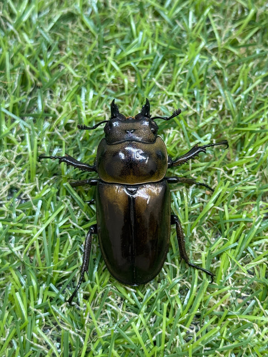 ババオウゴンオニクワガタ　♀42.5mm単品