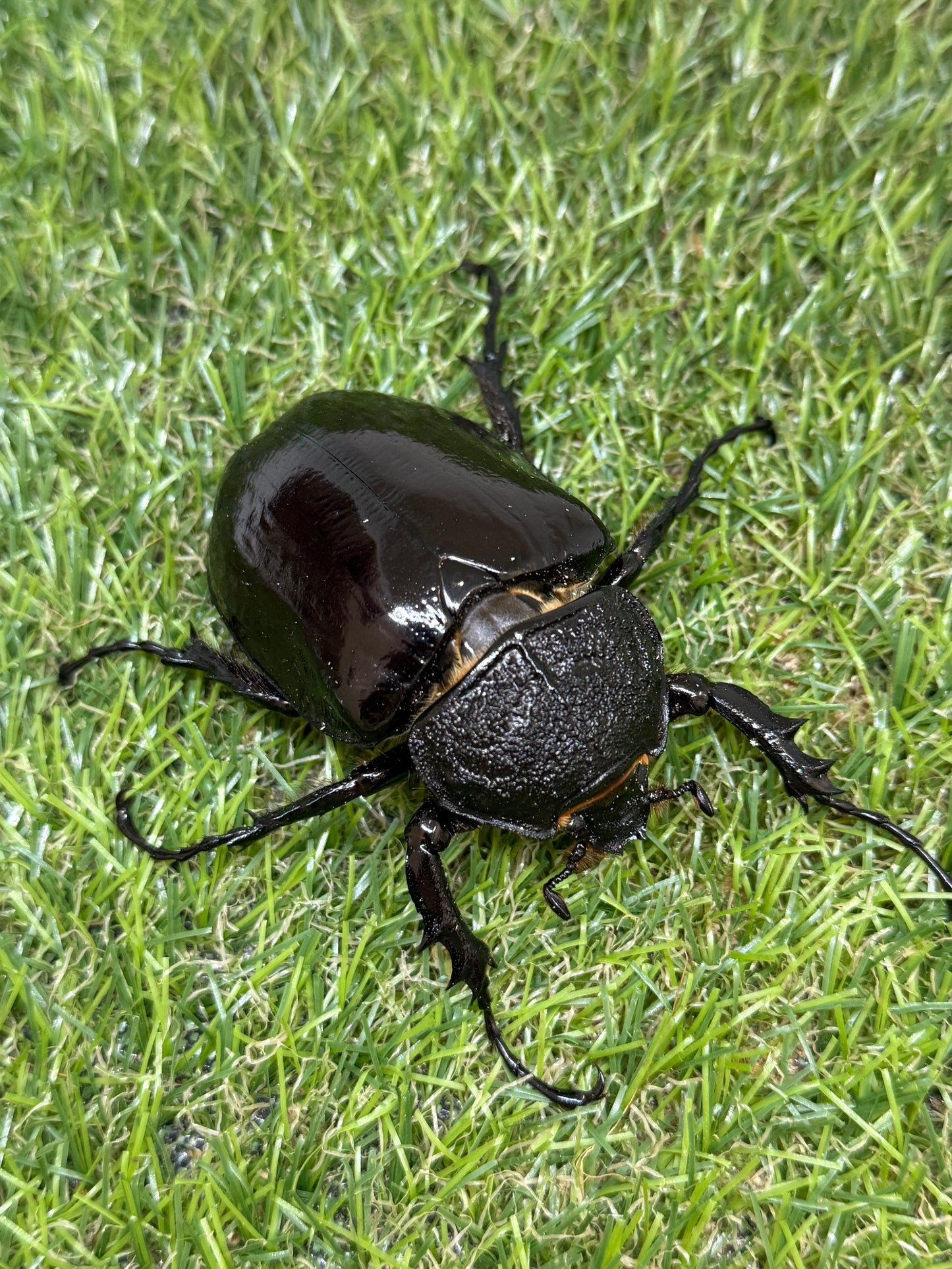 マルスゾウカブト　♂104mm成虫ペア