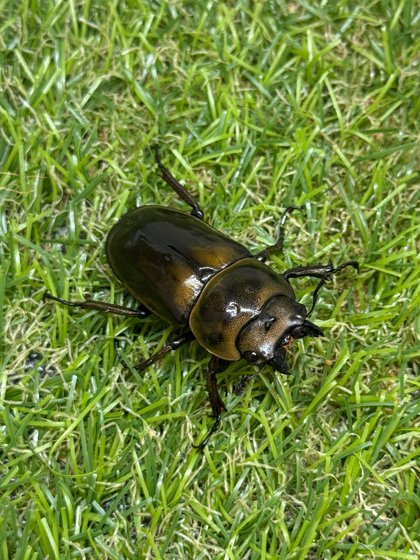 ババオウゴンオニクワガタ　♀42.5mm単品