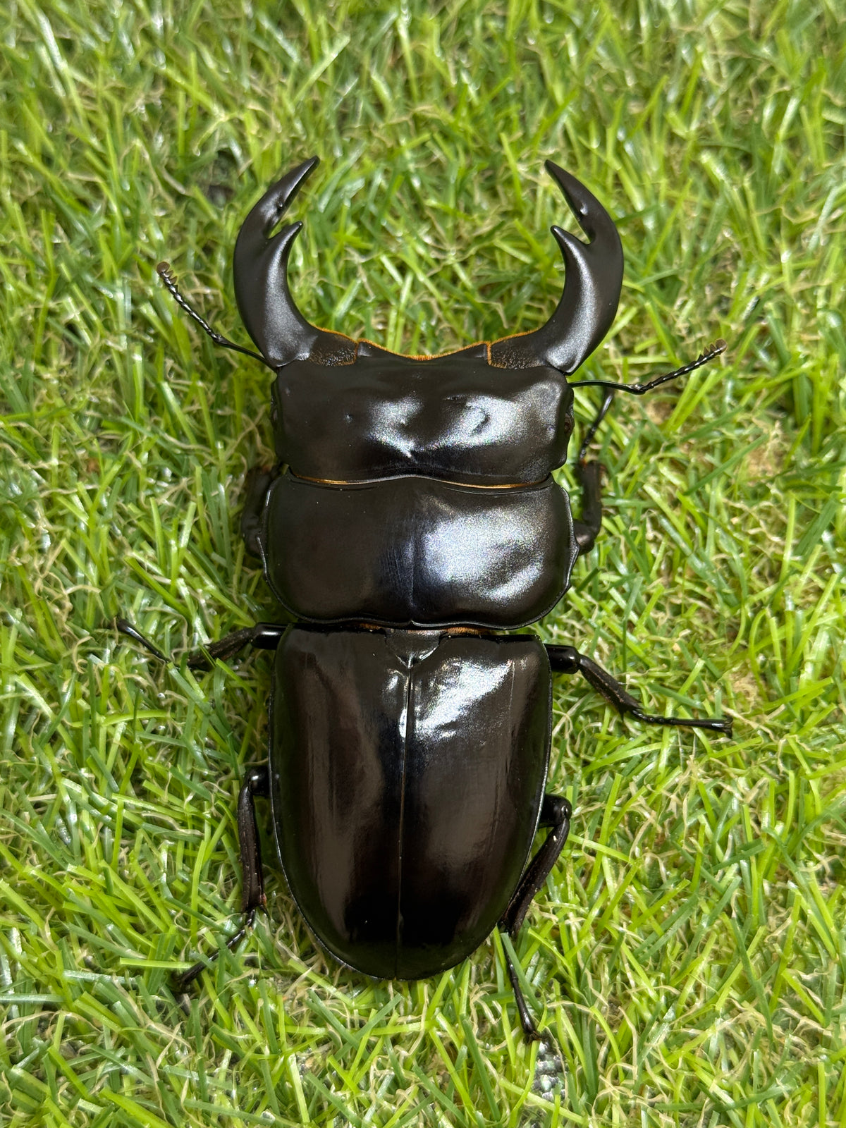 インドアンタエウスオオクワガタ(ガントク) ♂84mm成虫ペア – 昆虫 