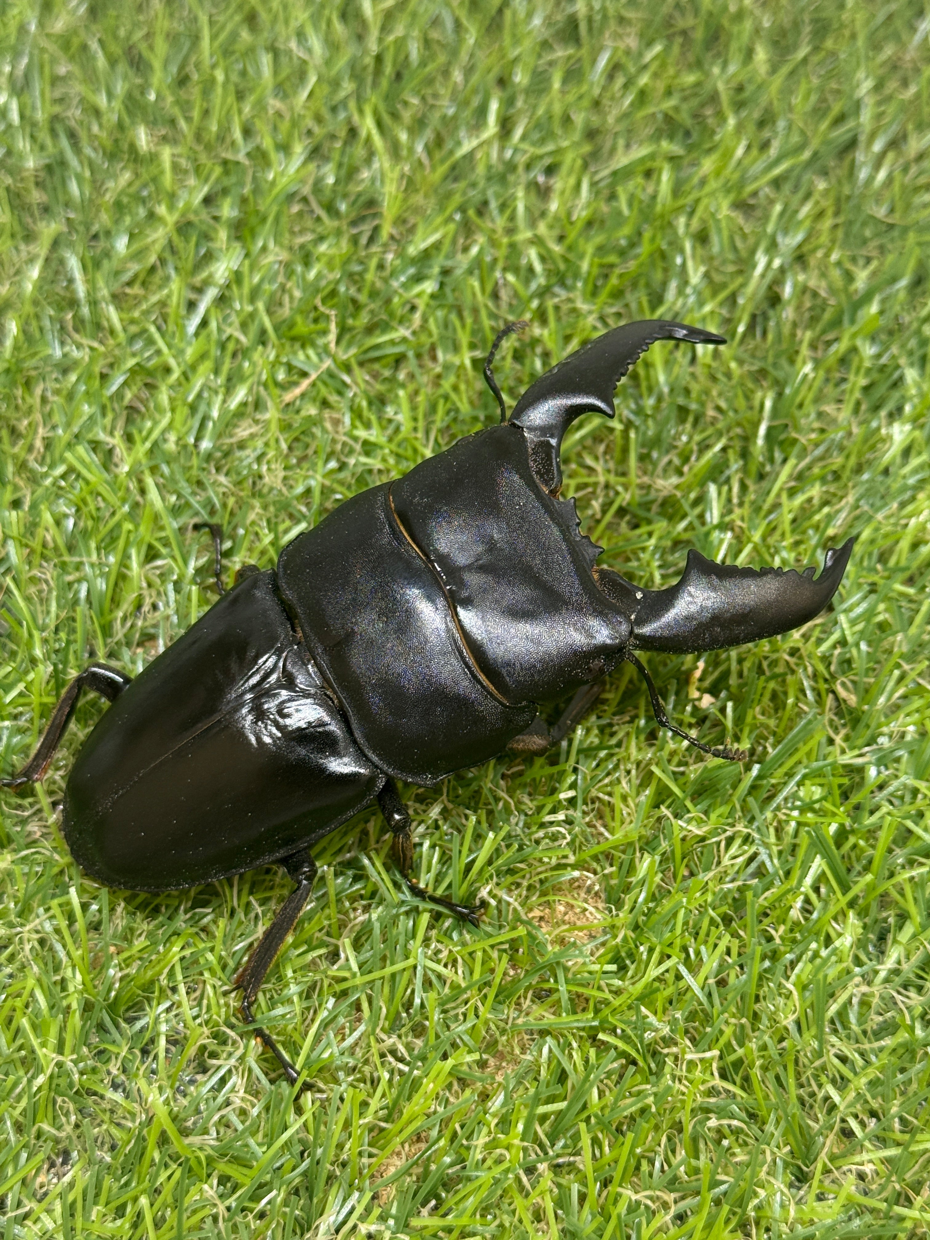 スマトラオオヒラタクワガタ ♂91.9mm成虫ペア – 昆虫ショップNexus
