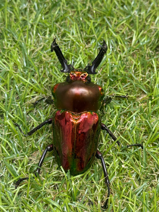 ニジイロクワガタ(レッド系)　♂57mm成虫ペア