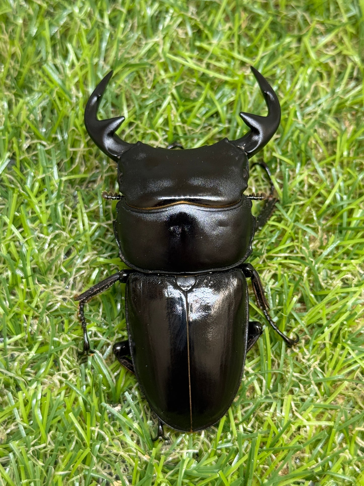 グランディスオオクワガタ　♂71.8mm成虫ペア