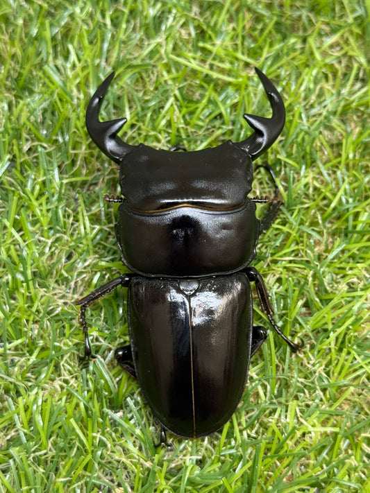 グランディスオオクワガタ　♂71.8mm成虫ペア