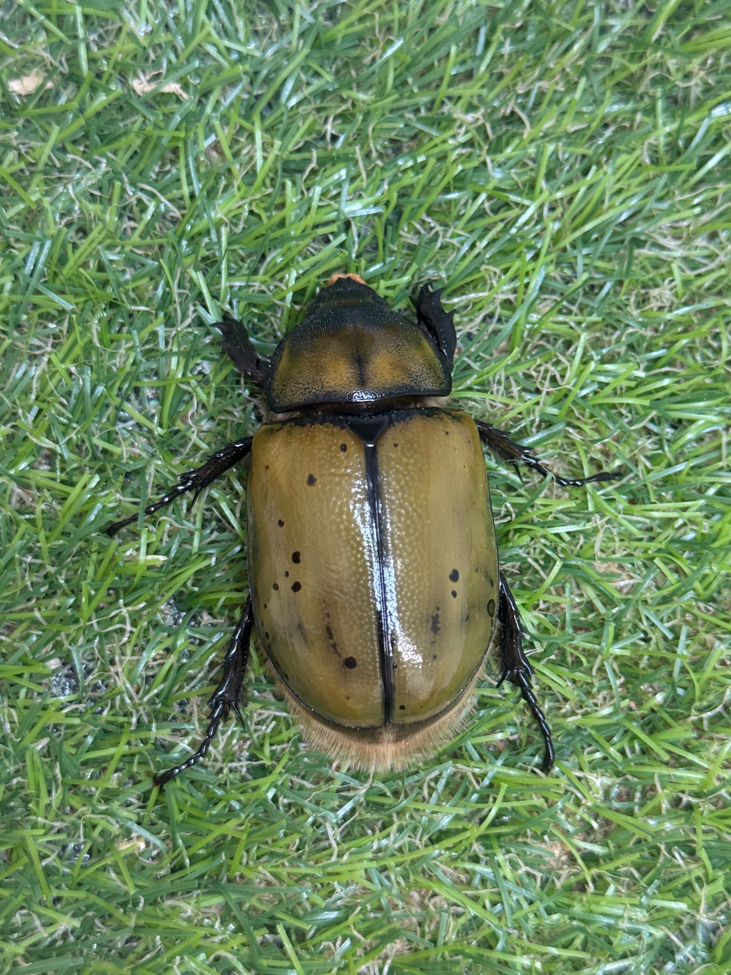 ヒルスシロカブト（ミヤシタシロカブト）　♂67.9mm成虫ペア
