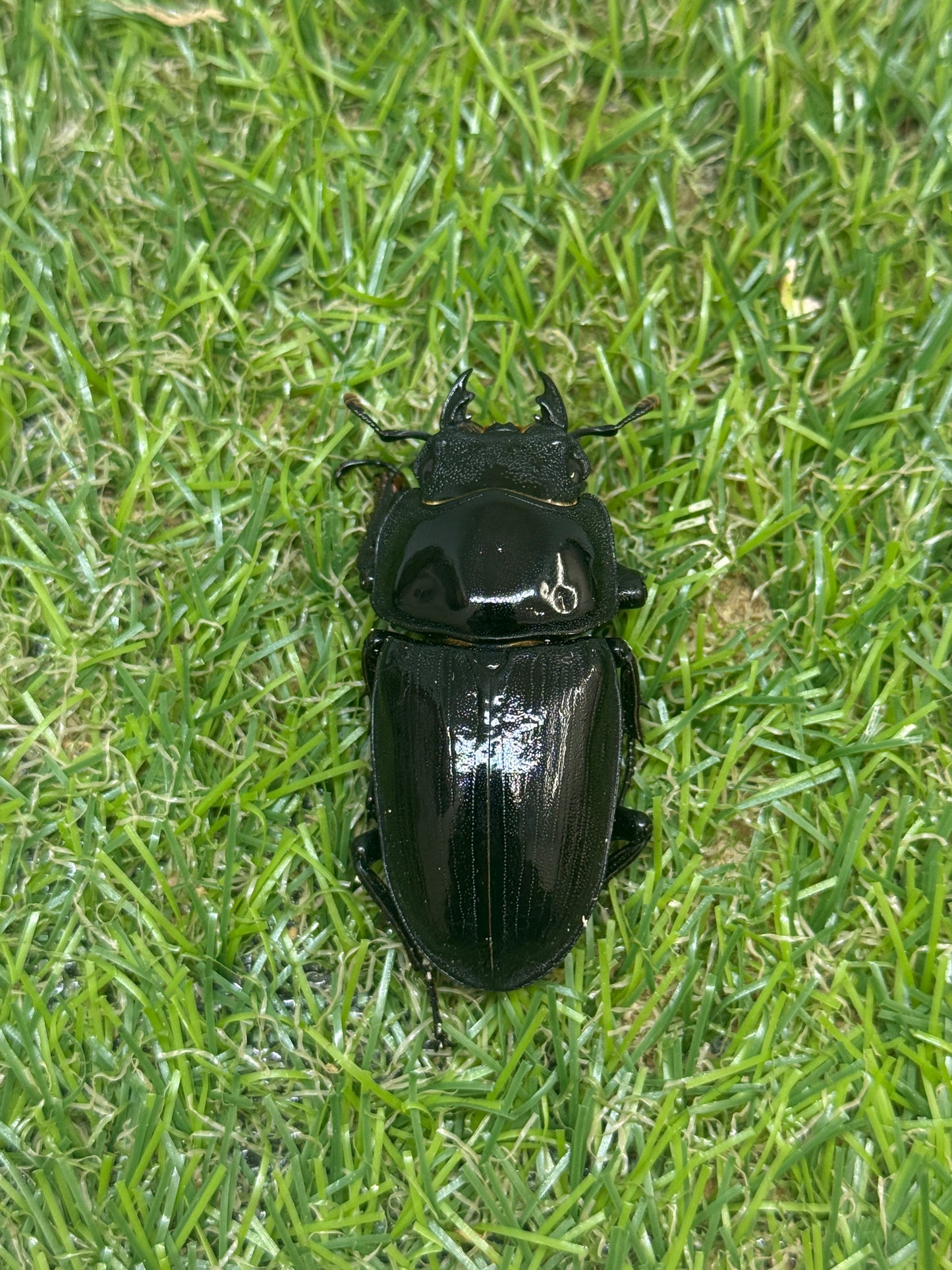 オオクワガタ　奈良輪川西　♂67mm成虫ペア