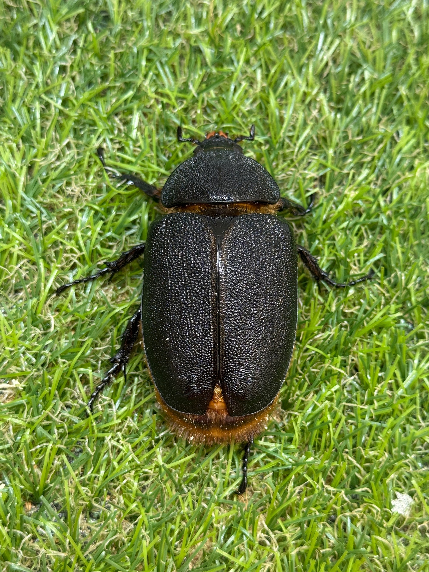 サタンオオカブト　♂100mm成虫ペア