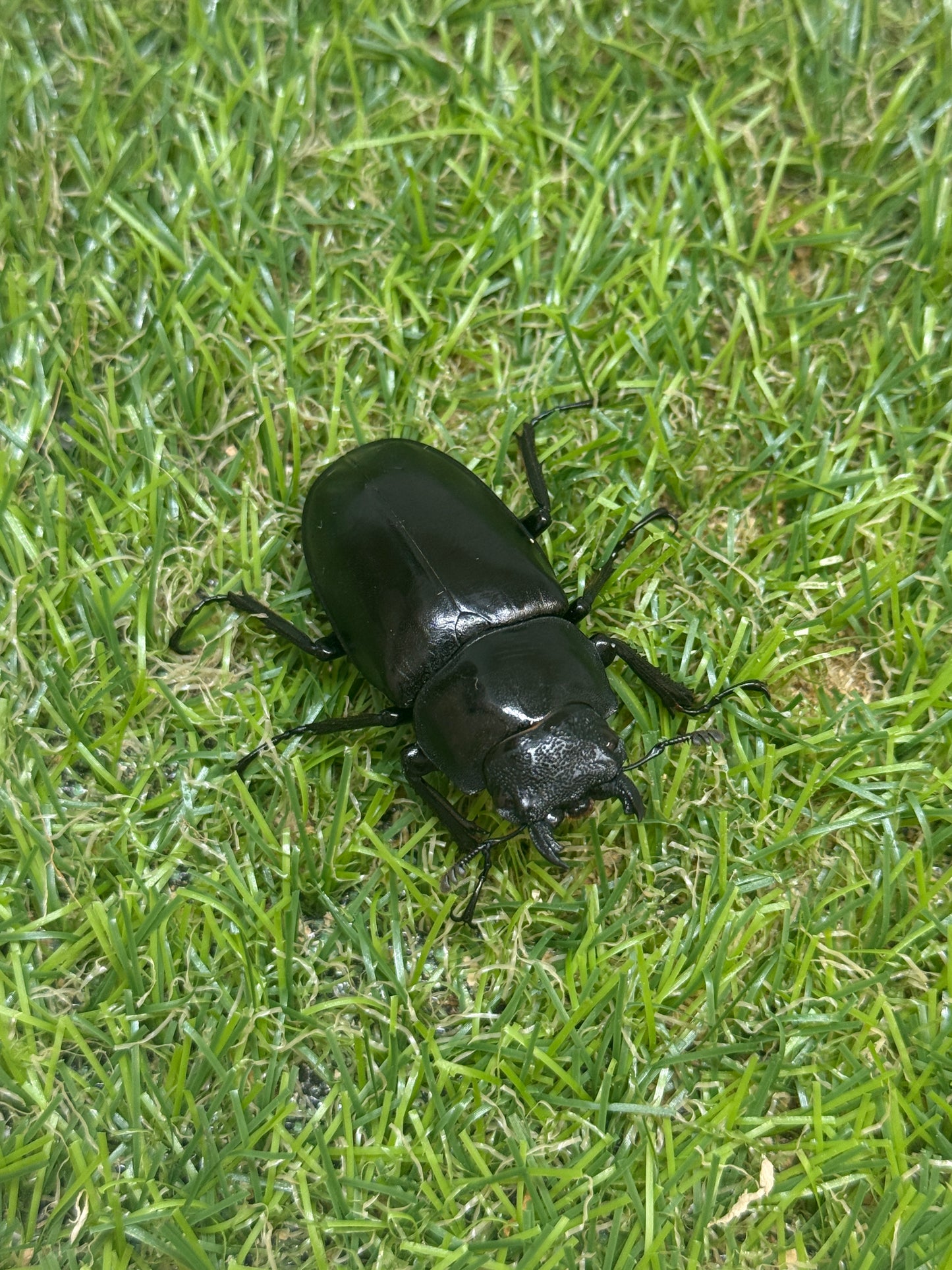 ギラファノコギリクワガタ　ケイスケ　♂93.5mm成虫ペア