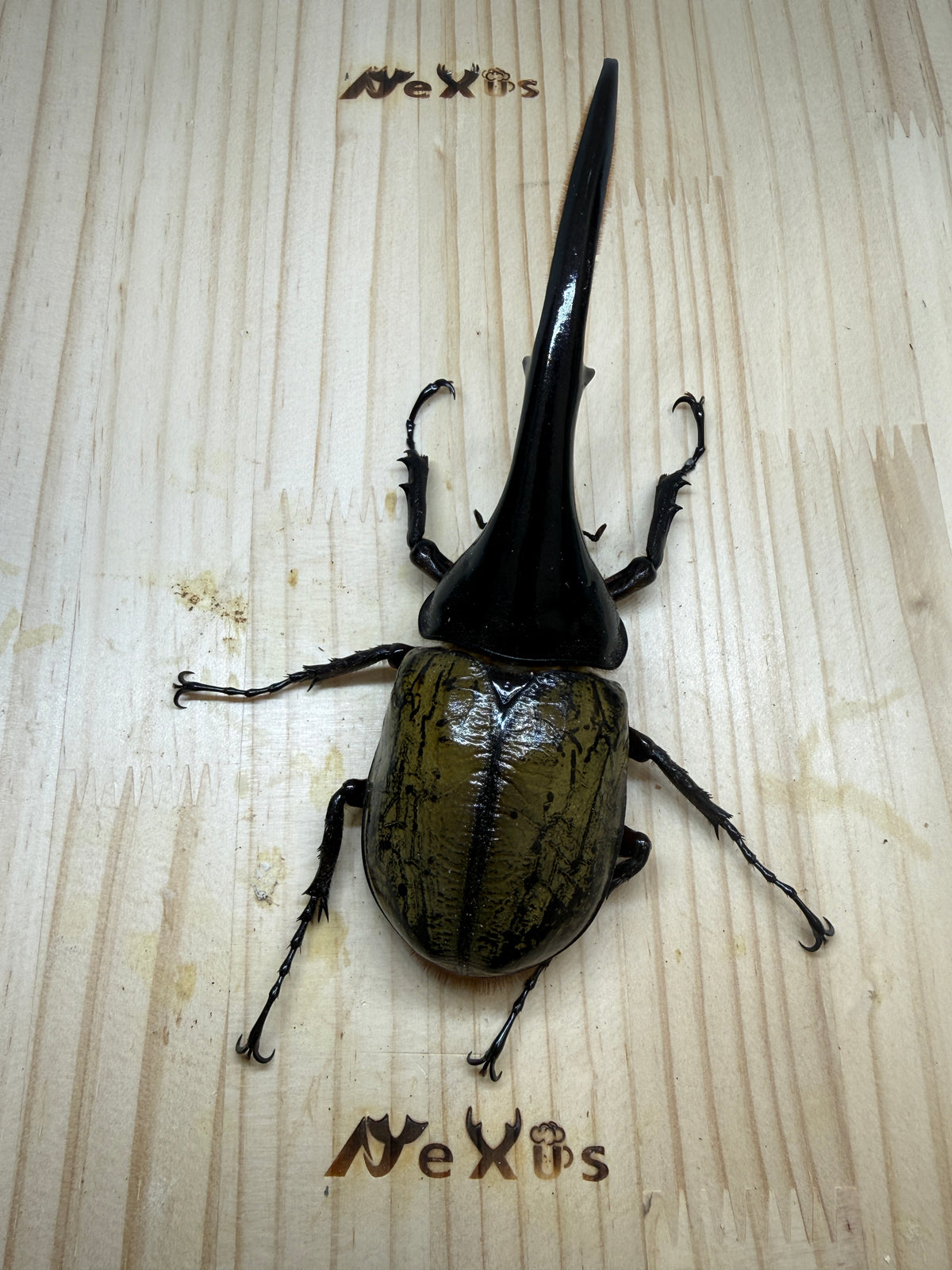 DH･ヘラクレス(大型血統)　♂152mm単品