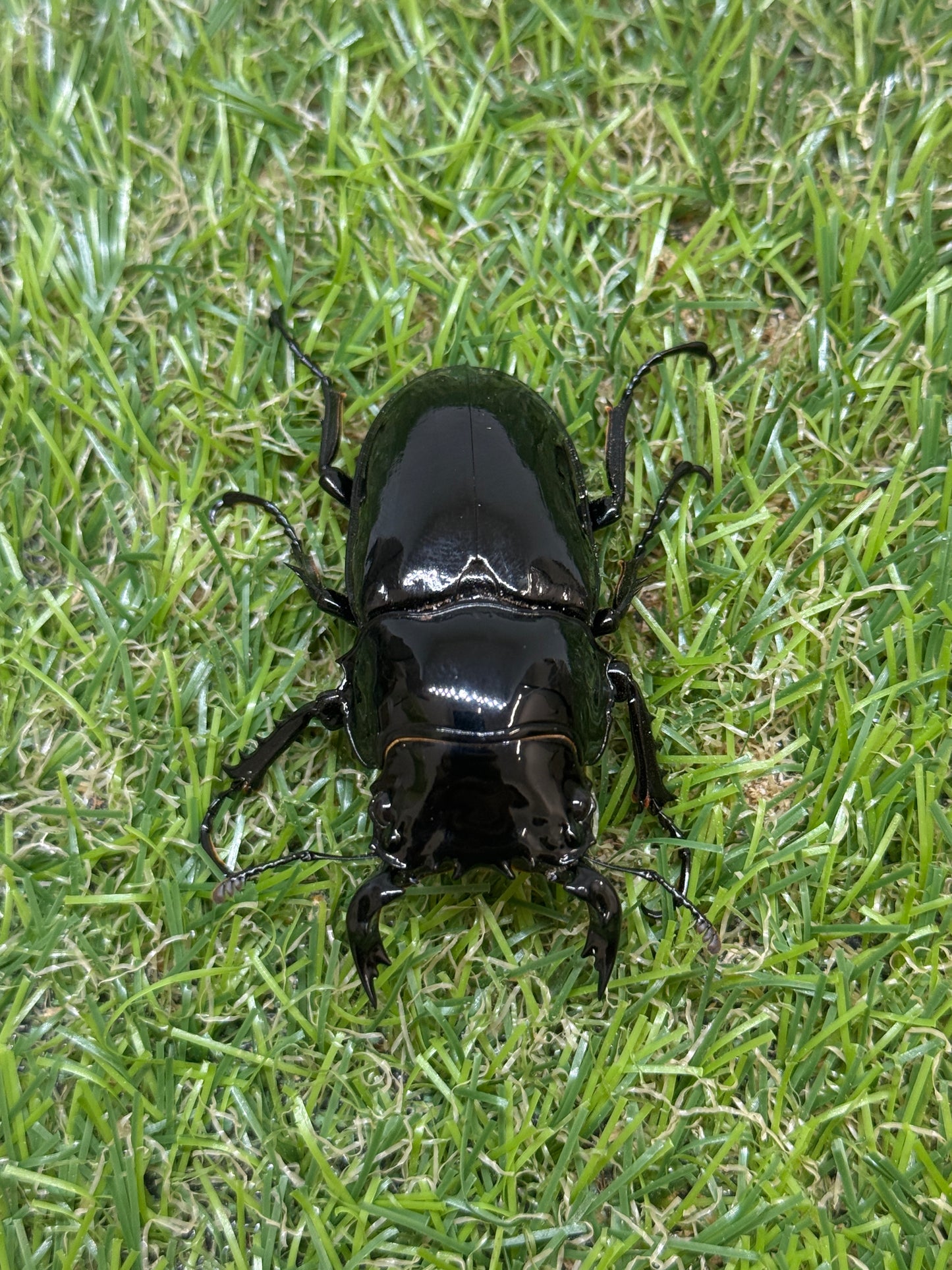 タランドゥスオオツヤクワガタ　♂58.8mm成虫ペア