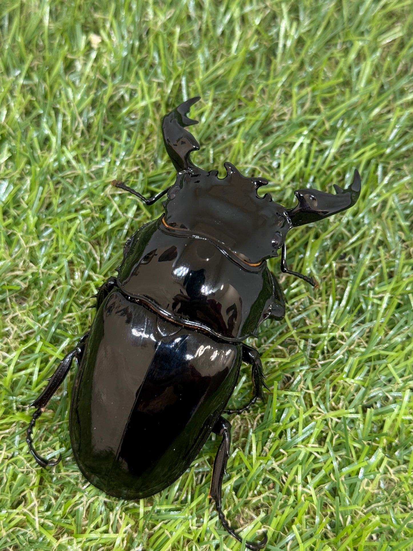 タランドゥスオオツヤクワガタ　♂85.6mm成虫ペア