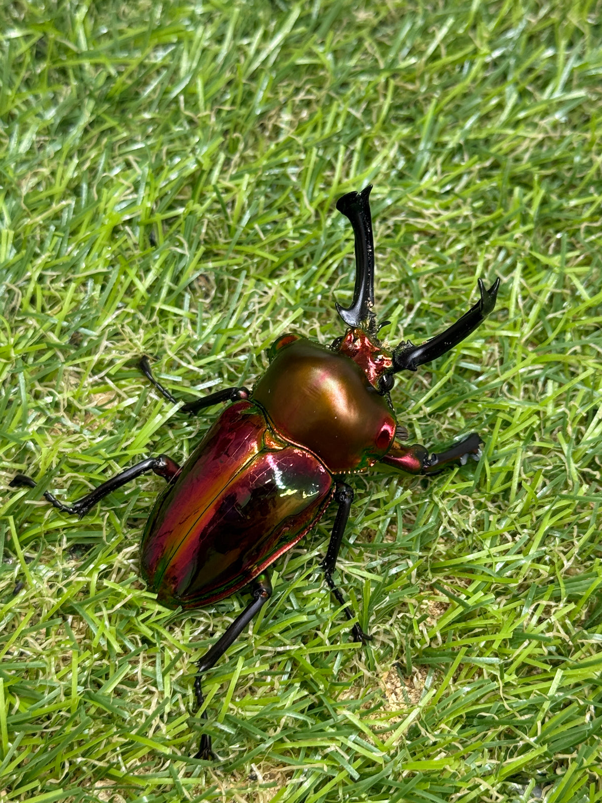 ニジイロクワガタ(レッド系)　♂59.5mm成虫ペア