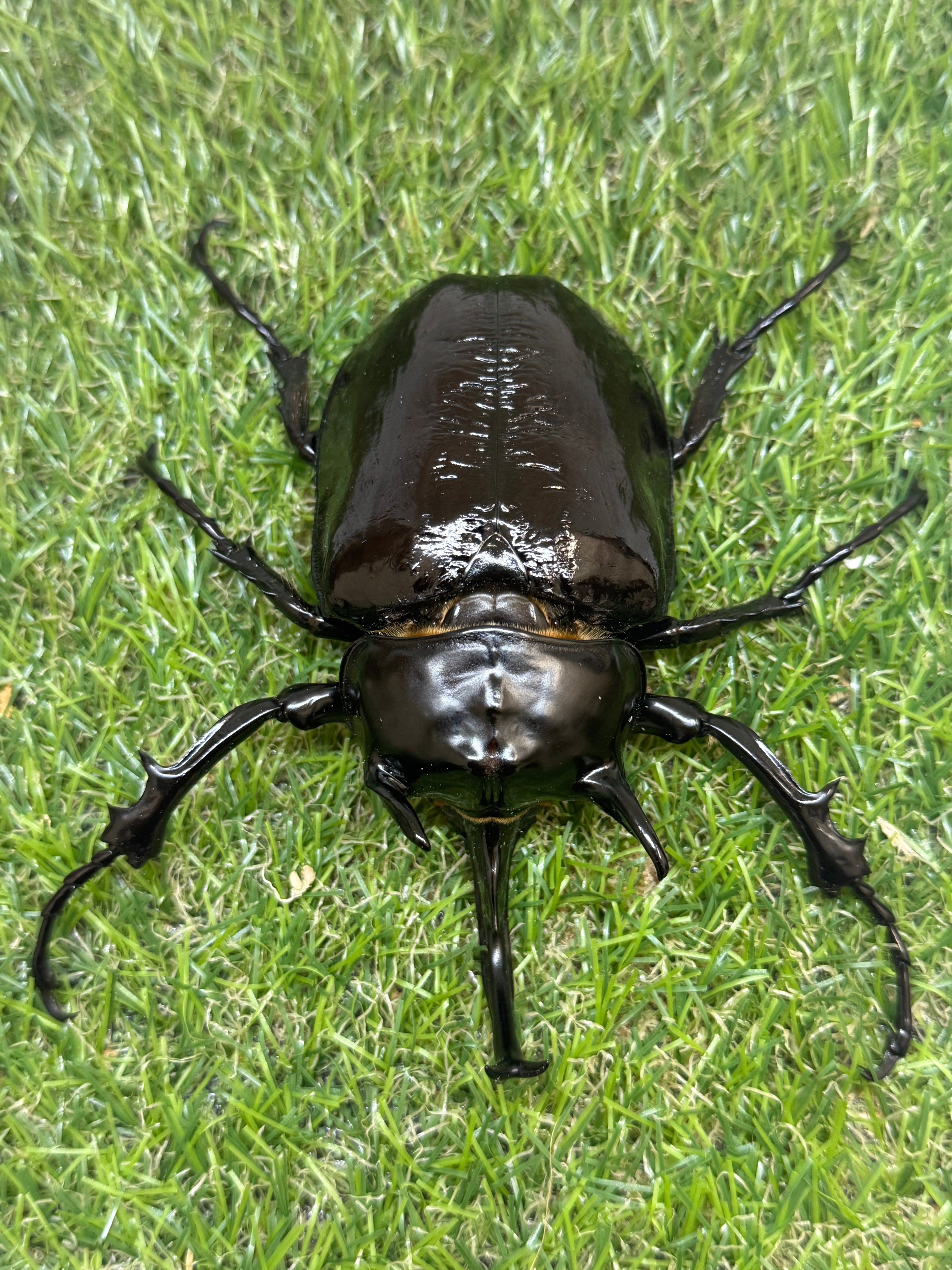 マルスゾウカブト ♂106mm単品 – 昆虫ショップNexus