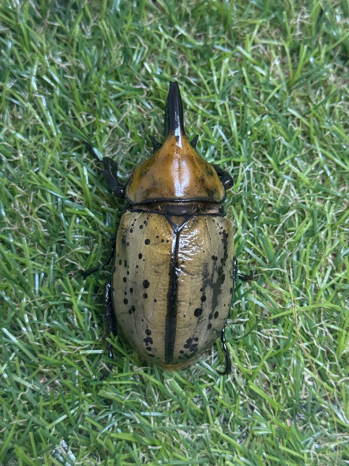 ティティウスシロカブト　♂61.5mm成虫ペア