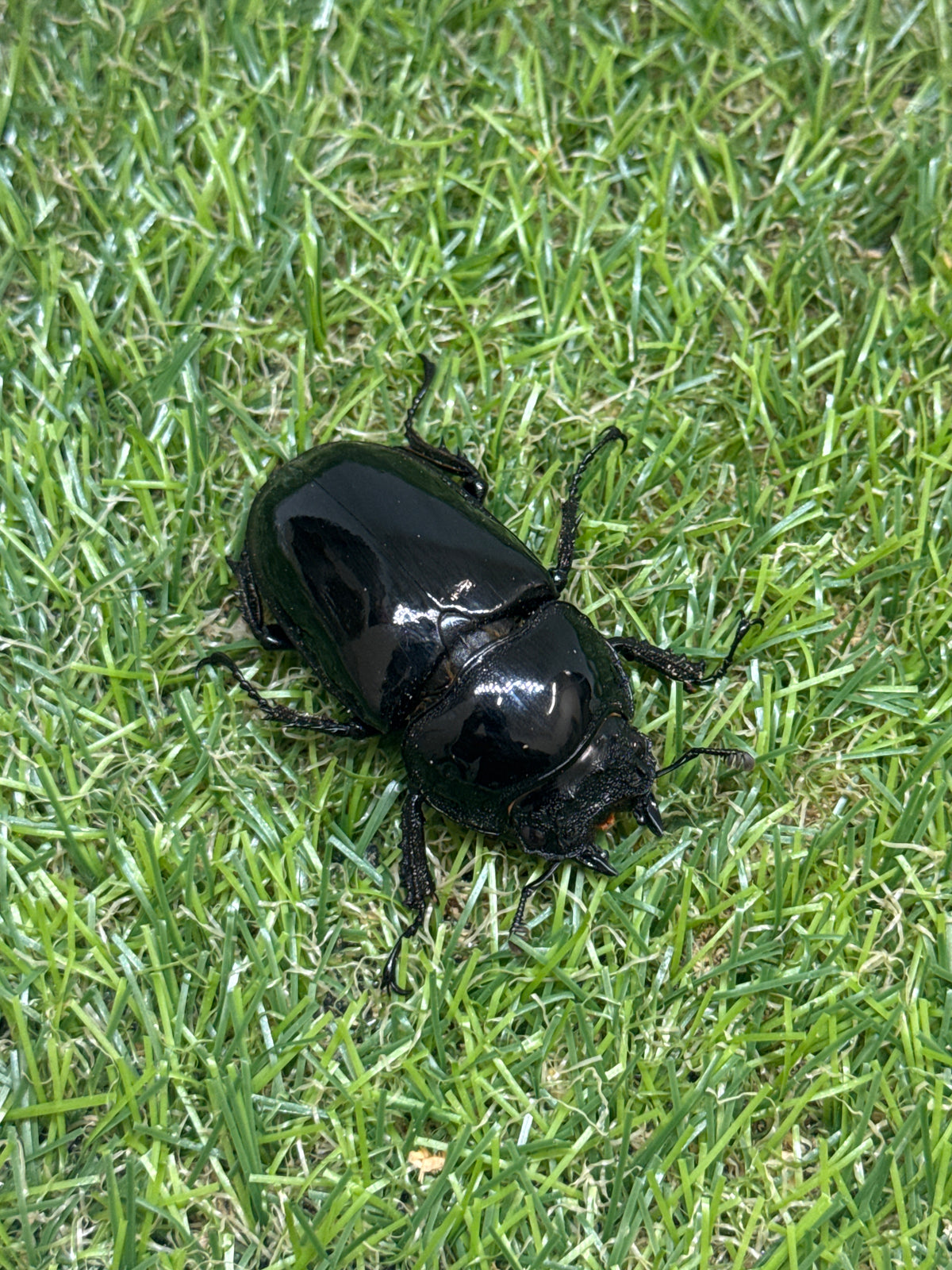 タランドゥスオオツヤクワガタ　♂78.3mm成虫ペア