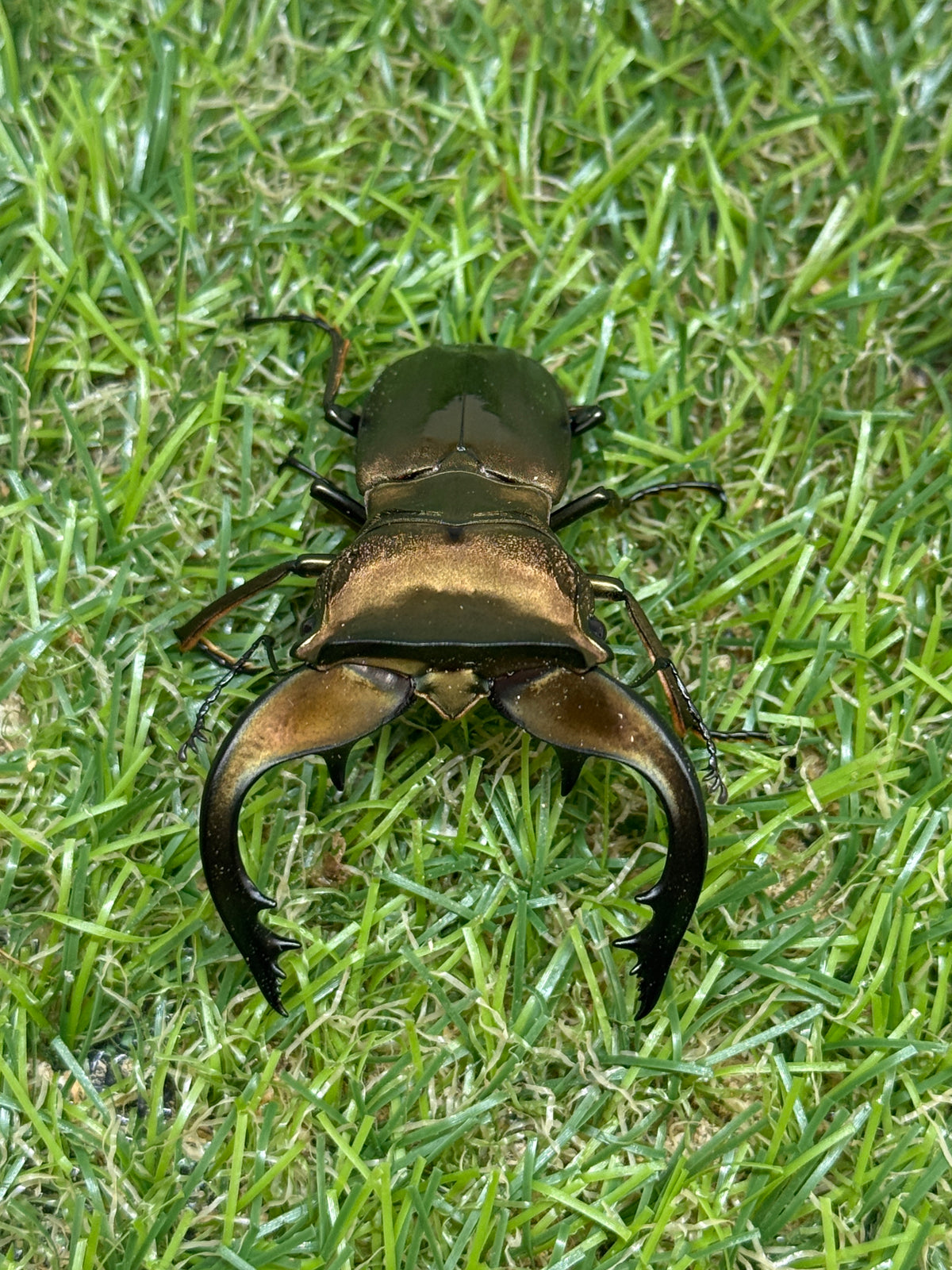 スペキオススホソアカクワガタ　♂58mm成虫ペア