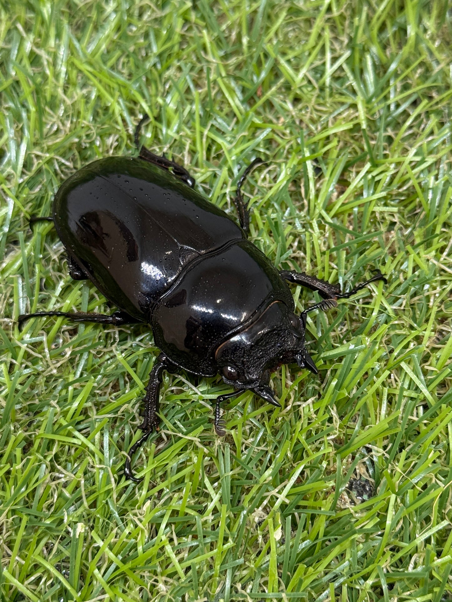 タランドゥスオオツヤクワガタ　♀50.5mm単品