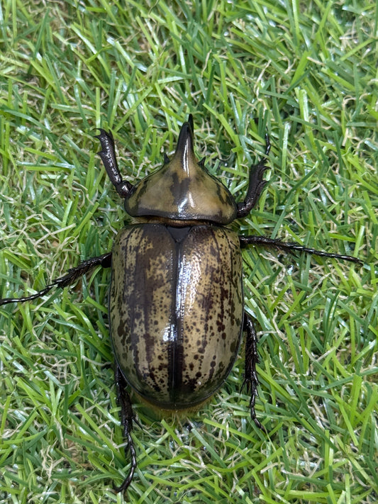 ティティウスシロカブト　サイズfree成虫ペア