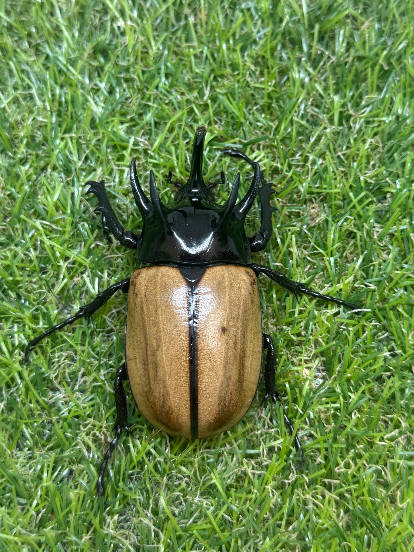 ゴホンヅノカブトWD　♂78mm成虫ペア