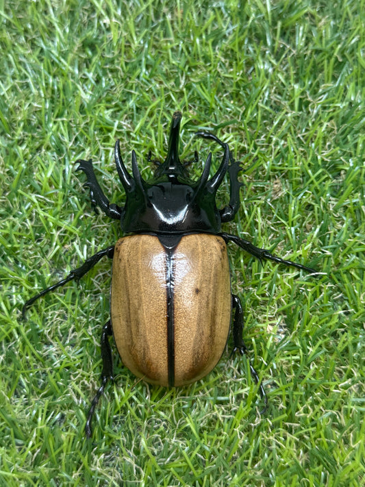 ゴホンヅノカブトWD　♂78mm成虫ペア