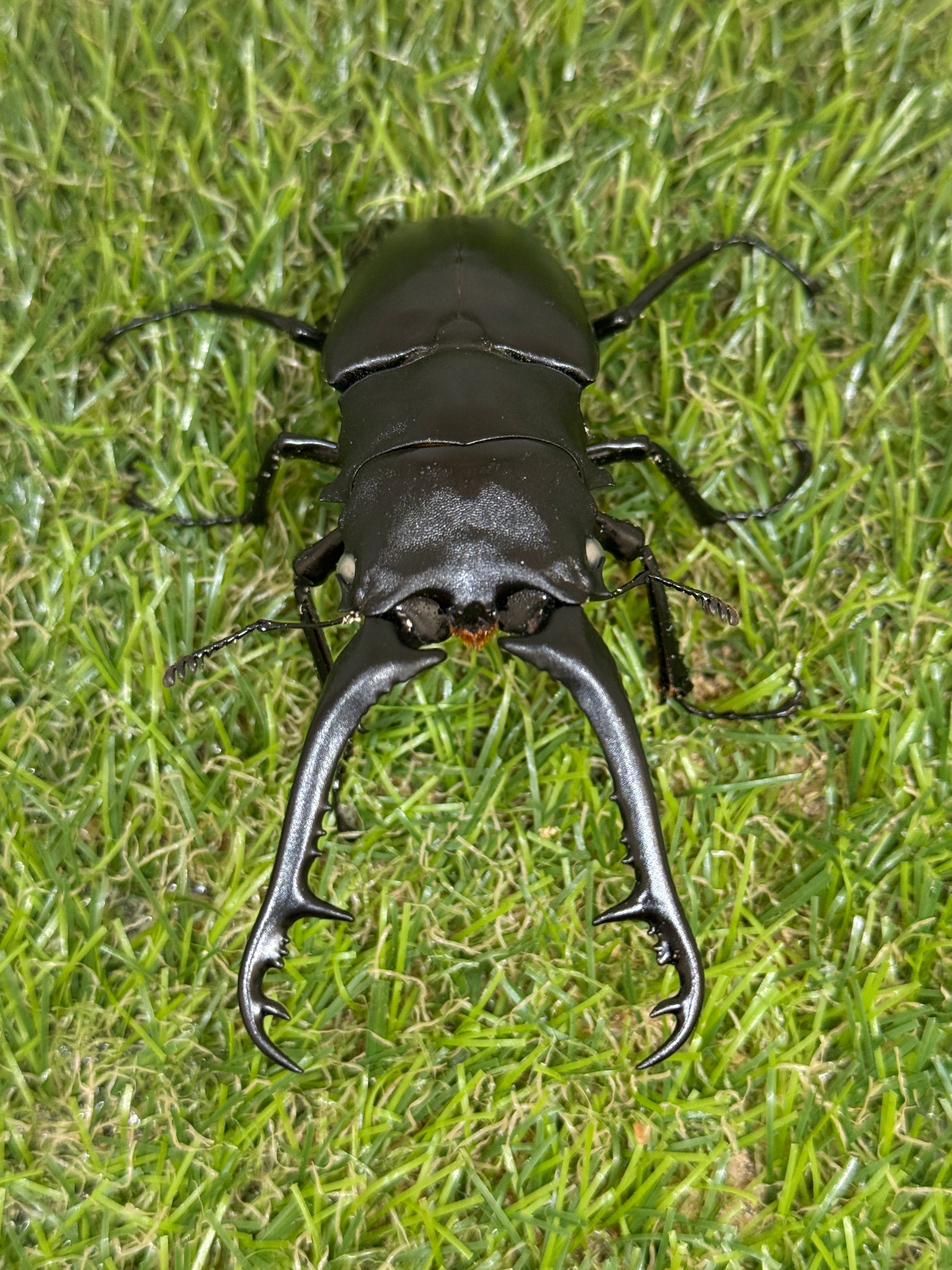 最終値下げギラファノコギリクワガタ ホワイトアイ　成虫ペア ホワイトアイ血統】ギラファノコギリクワガタ83mmペア | 外国産