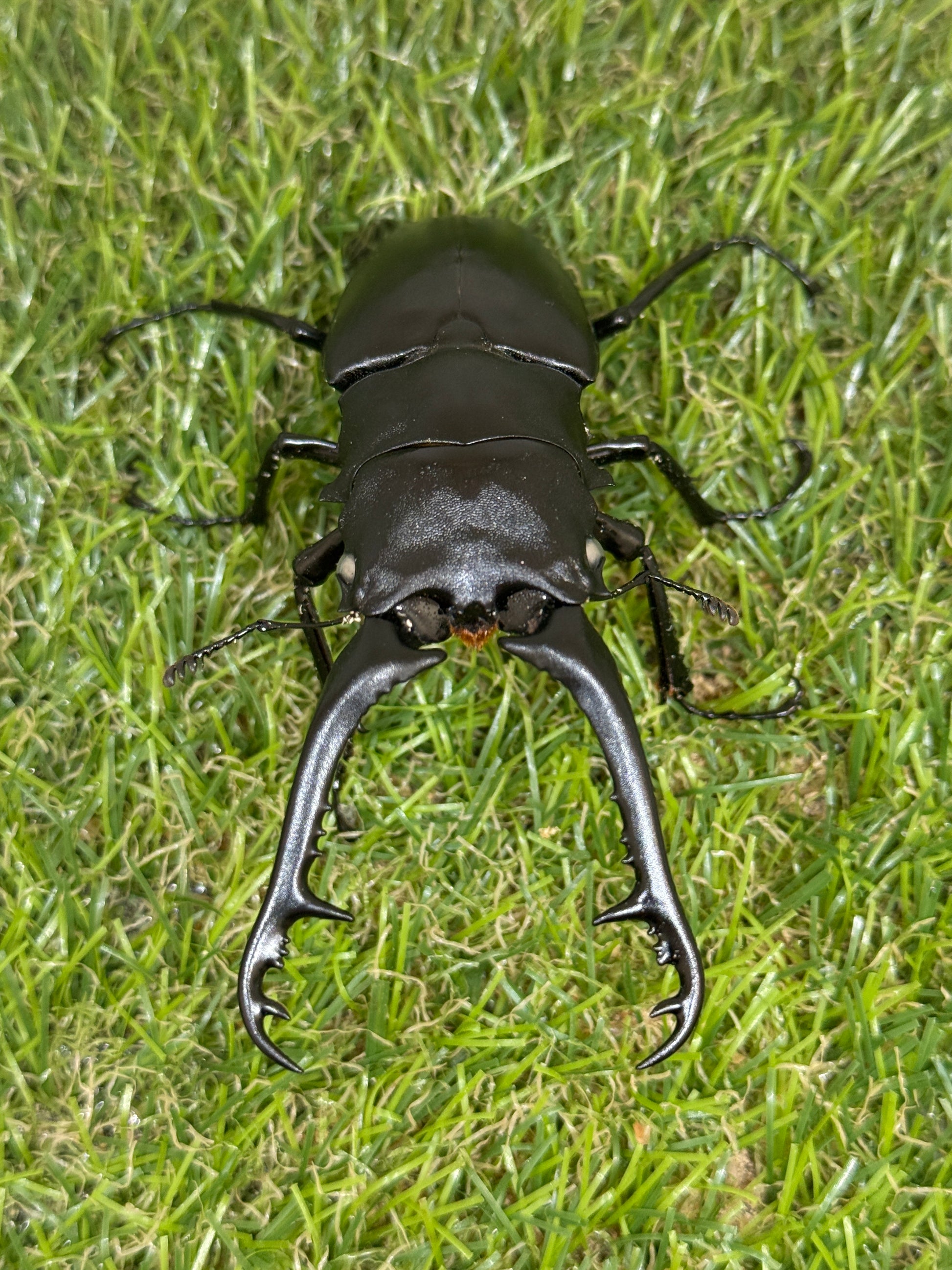 ギラファノコギリクワガタ(ホワイトアイ血統) ♂97.5mm成虫ペア – 昆虫 