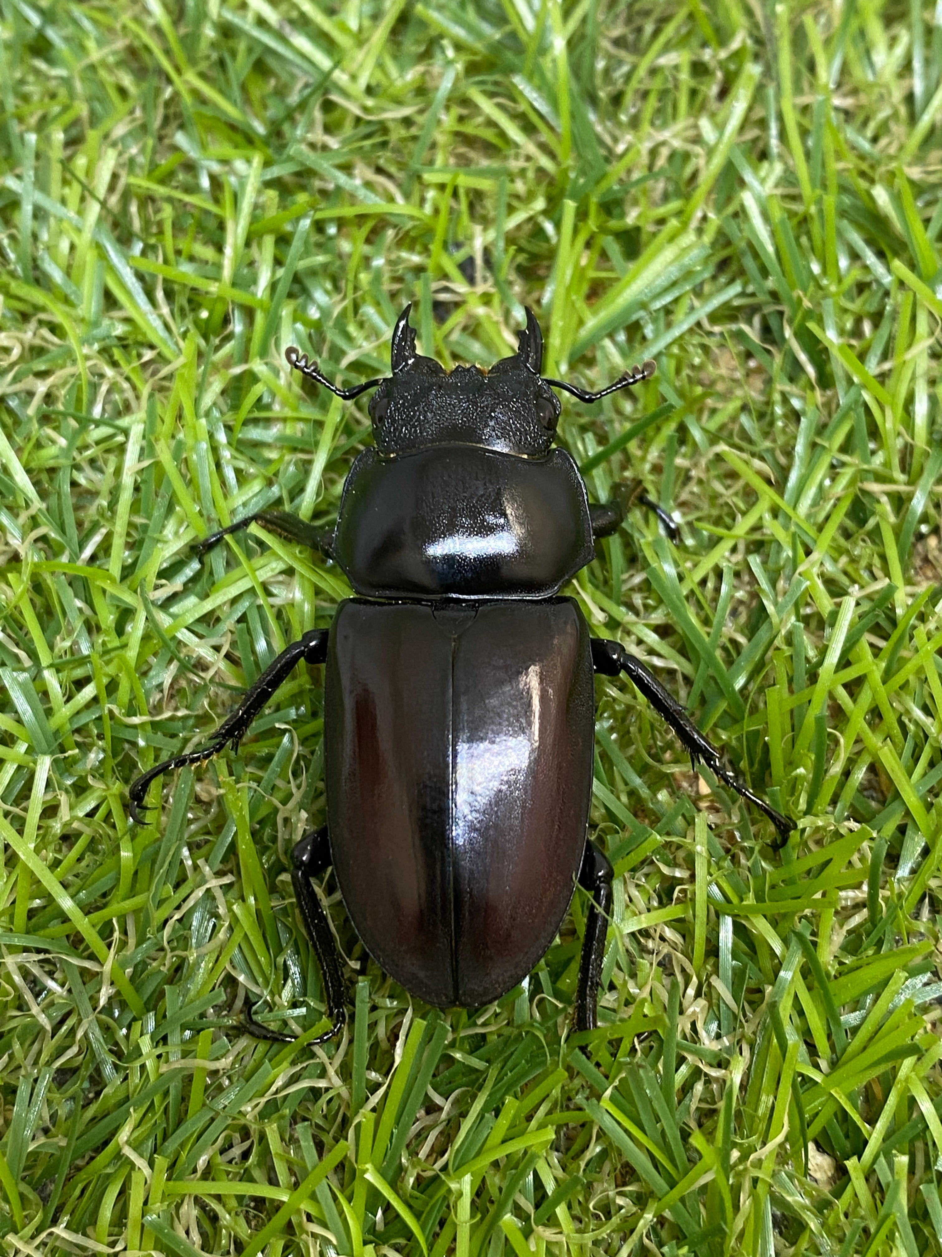 アローコクワガタssp ♂60mm成虫ペア – 昆虫ショップNexus