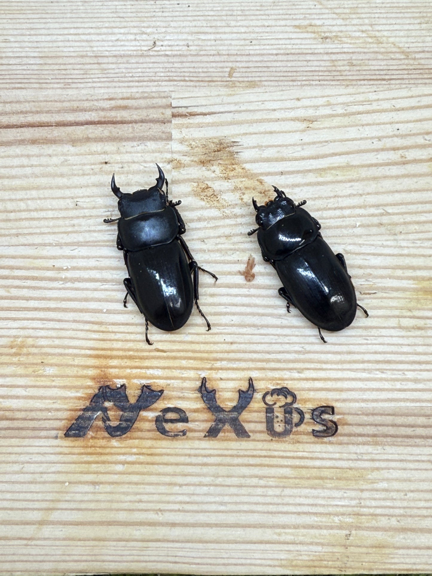 ビキヌスコクワガタ　♂freeサイズ成虫ペア