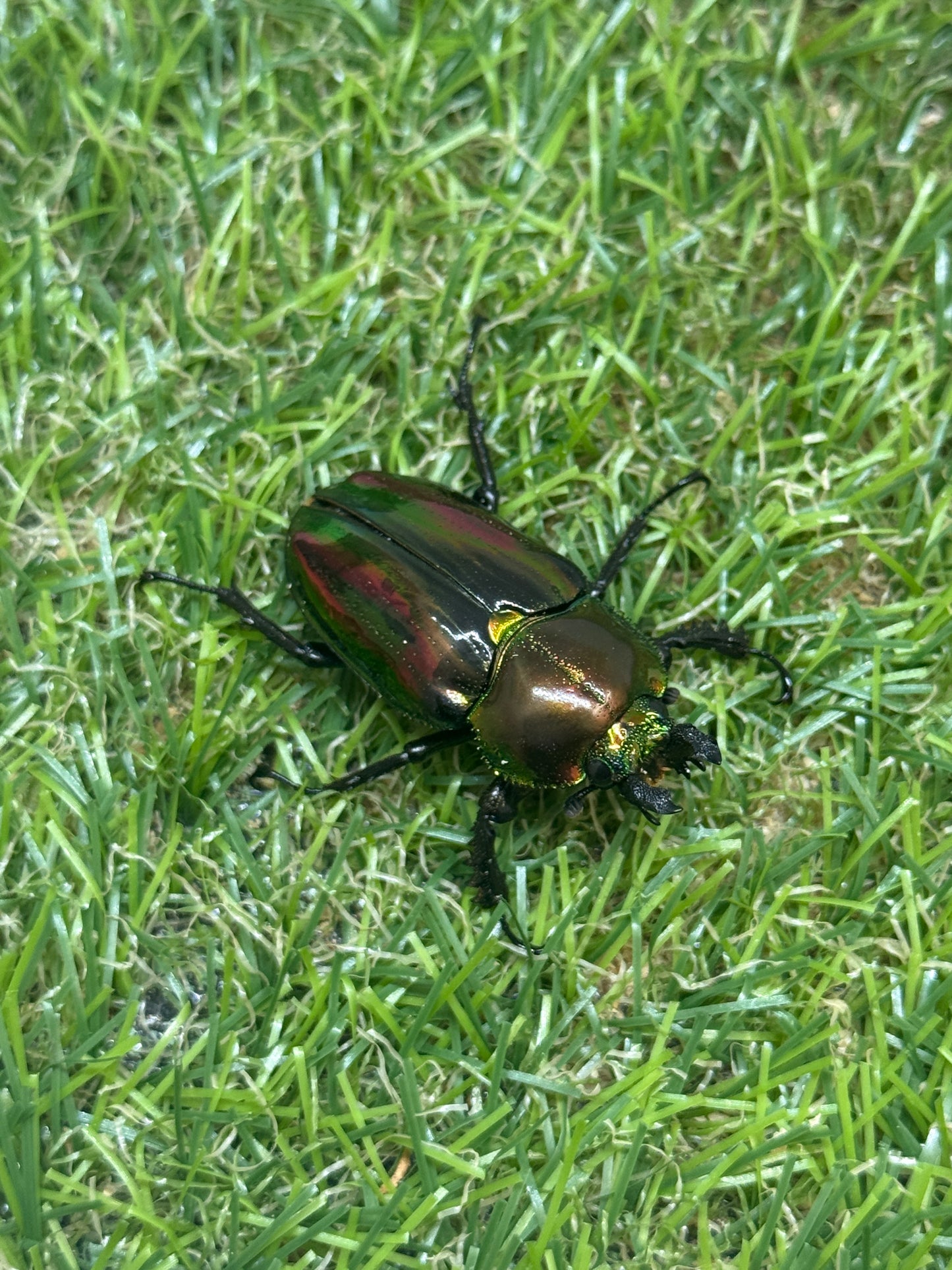 ニジイロクワガタ(ピカール系)　♂52.7mm成虫ペア