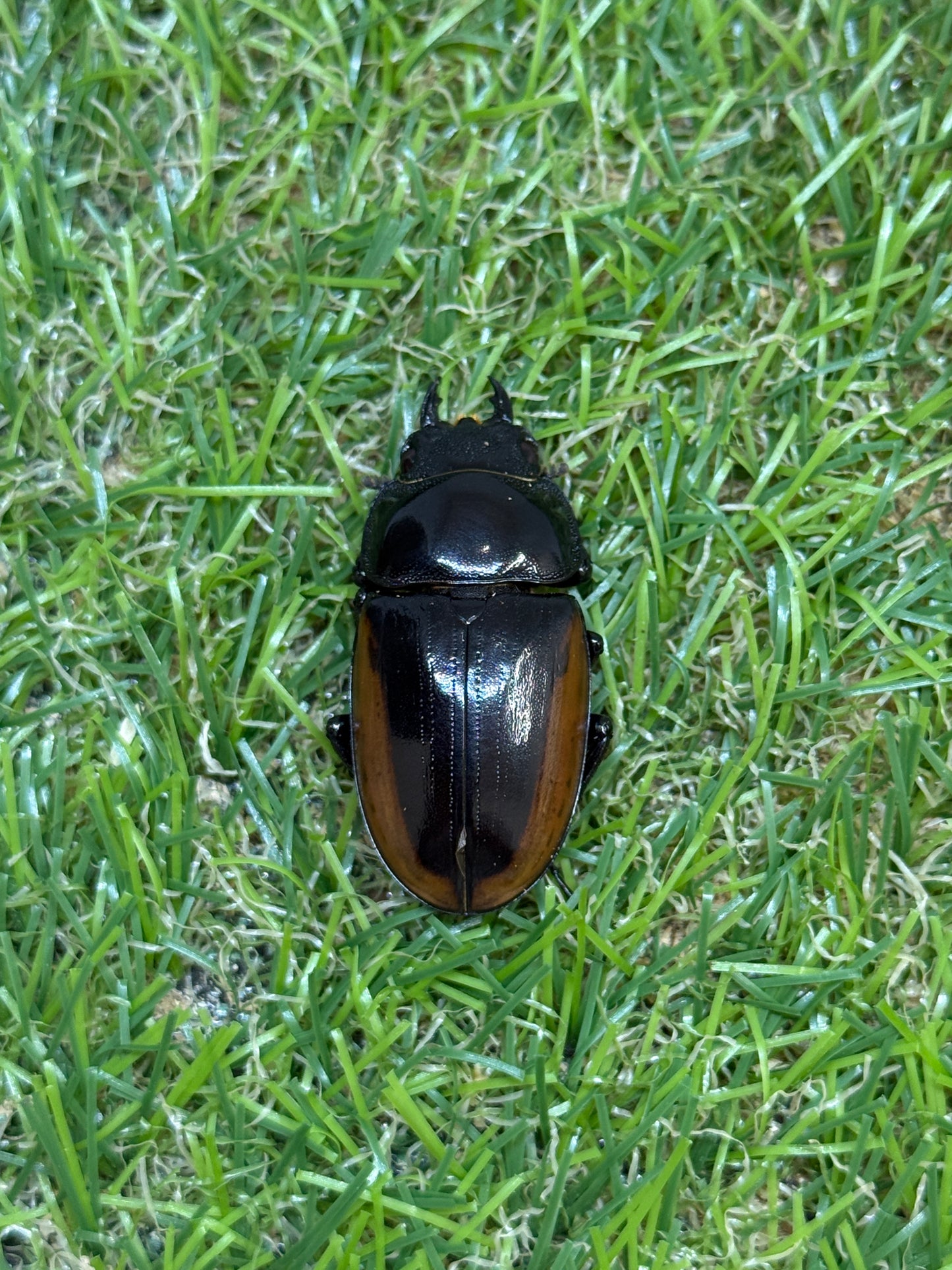 ハスタートノコギリクワガタ　♂61.8mm成虫ペア