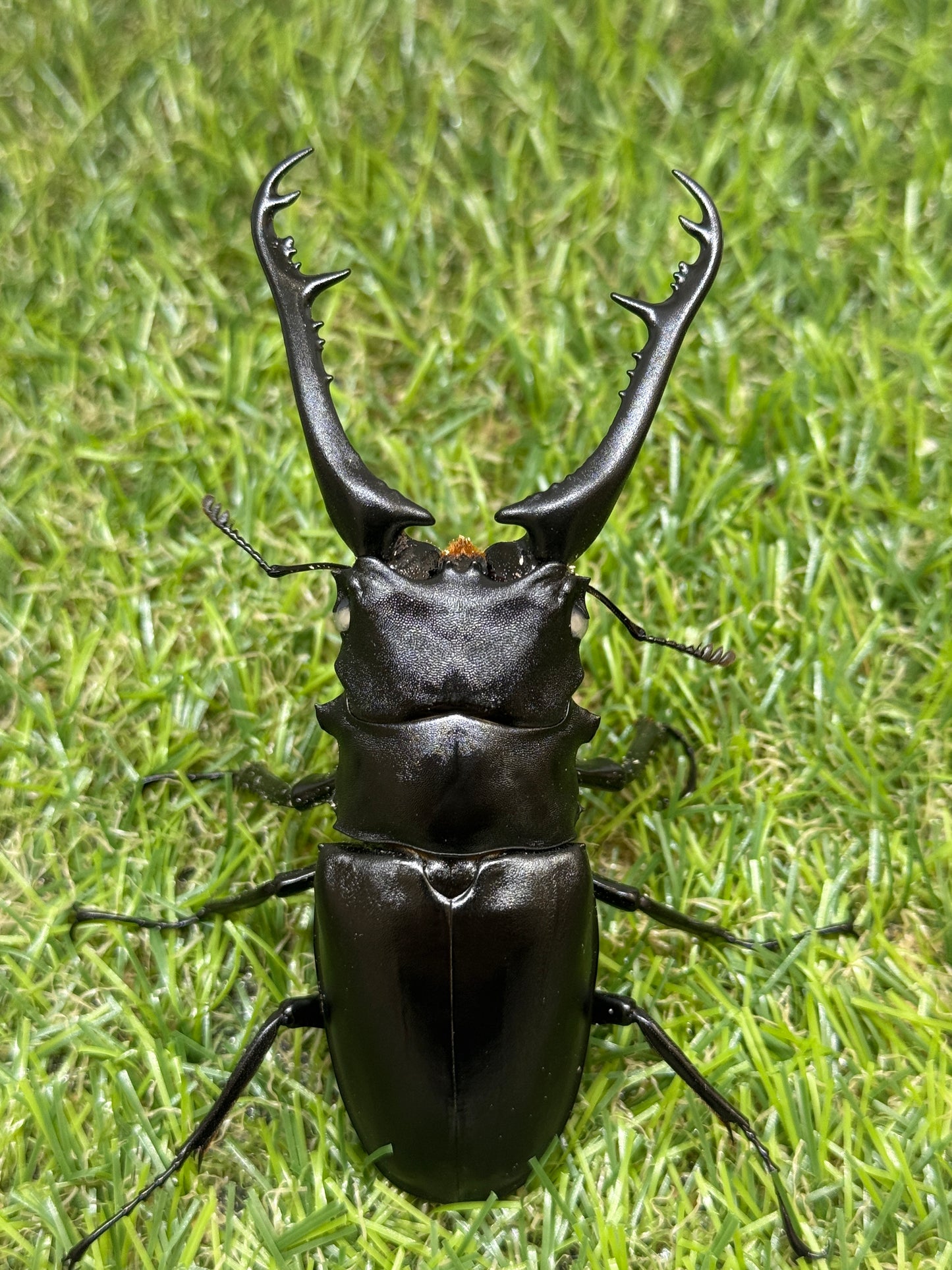 ギラファノコギリクワガタ(ホワイトアイ血統) ♂97.5mm成虫ペア – 昆虫 
