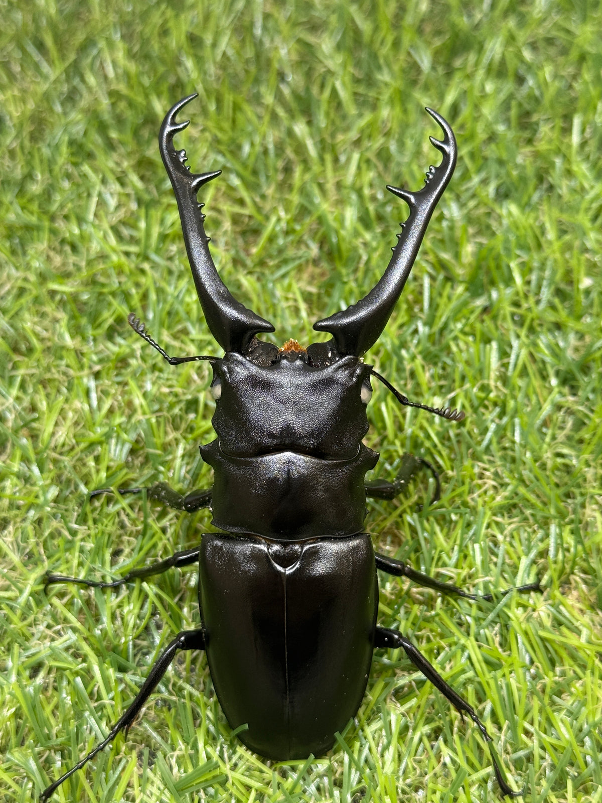 ギラファノコギリクワガタ(ホワイトアイ血統) ♂97.5mm成虫ペア – 昆虫 