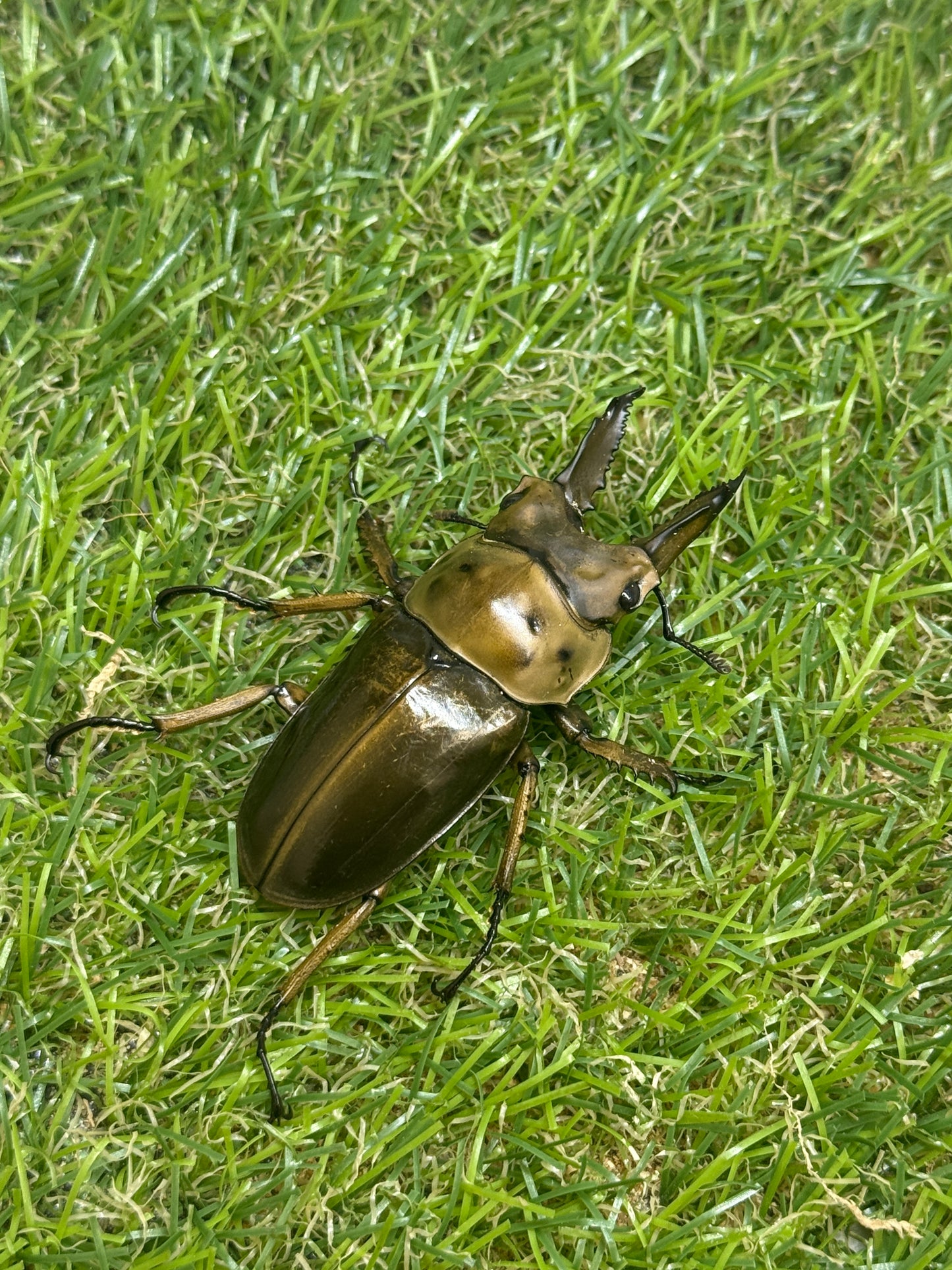 ババオウゴンオニクワガタ　♂56.6mm成虫ペア